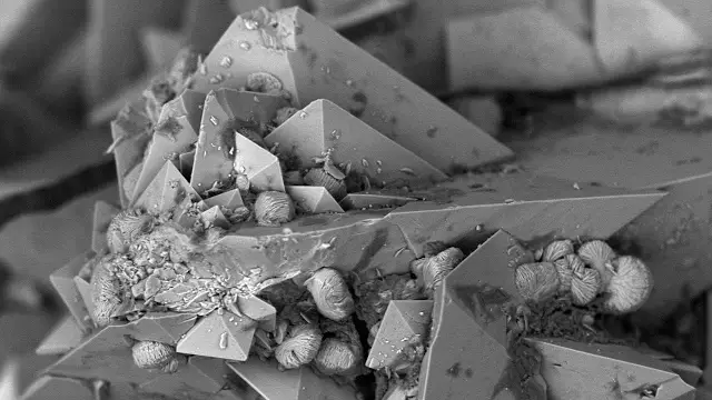 Murry Gans/Eastfield College