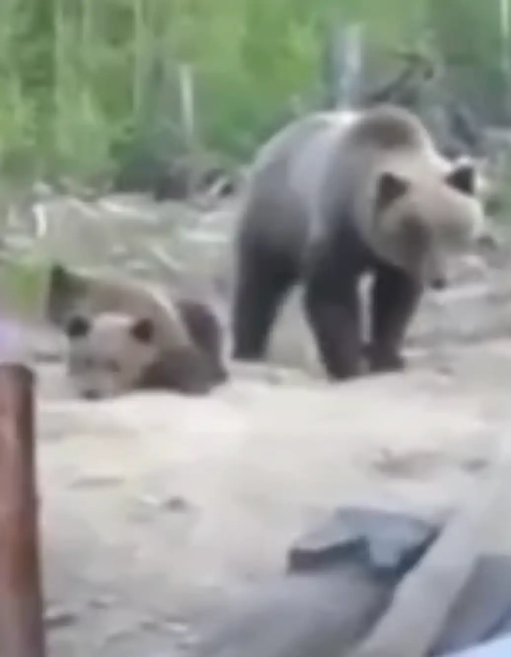 Bear attacks became a common occurrence in Russia during summer 2014.