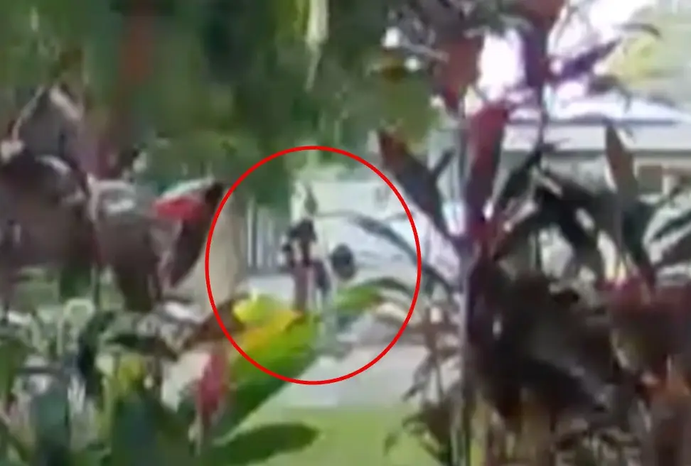 The teenager reported to be Cameron was seen standing in the street at the storm hit (WPLG Local 10)