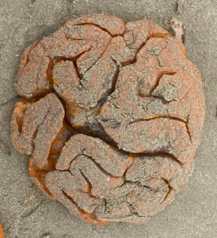 The blobs are sea squirts.