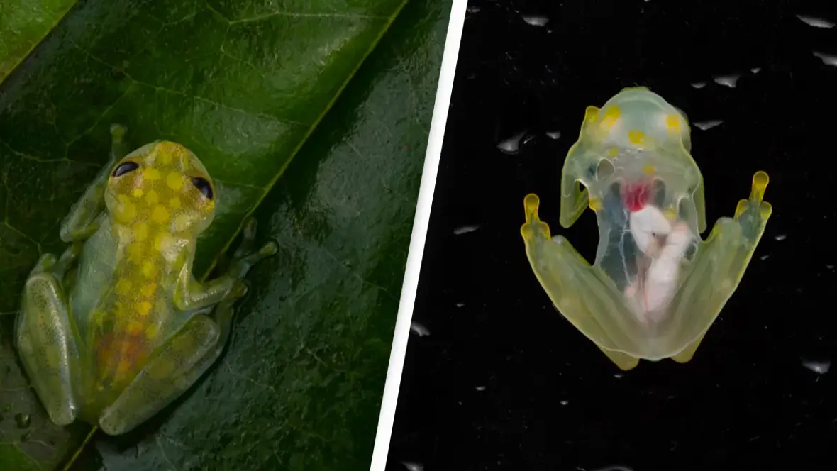 New Species Of 'Glass Frogs' With Transparent Bellies Discovered