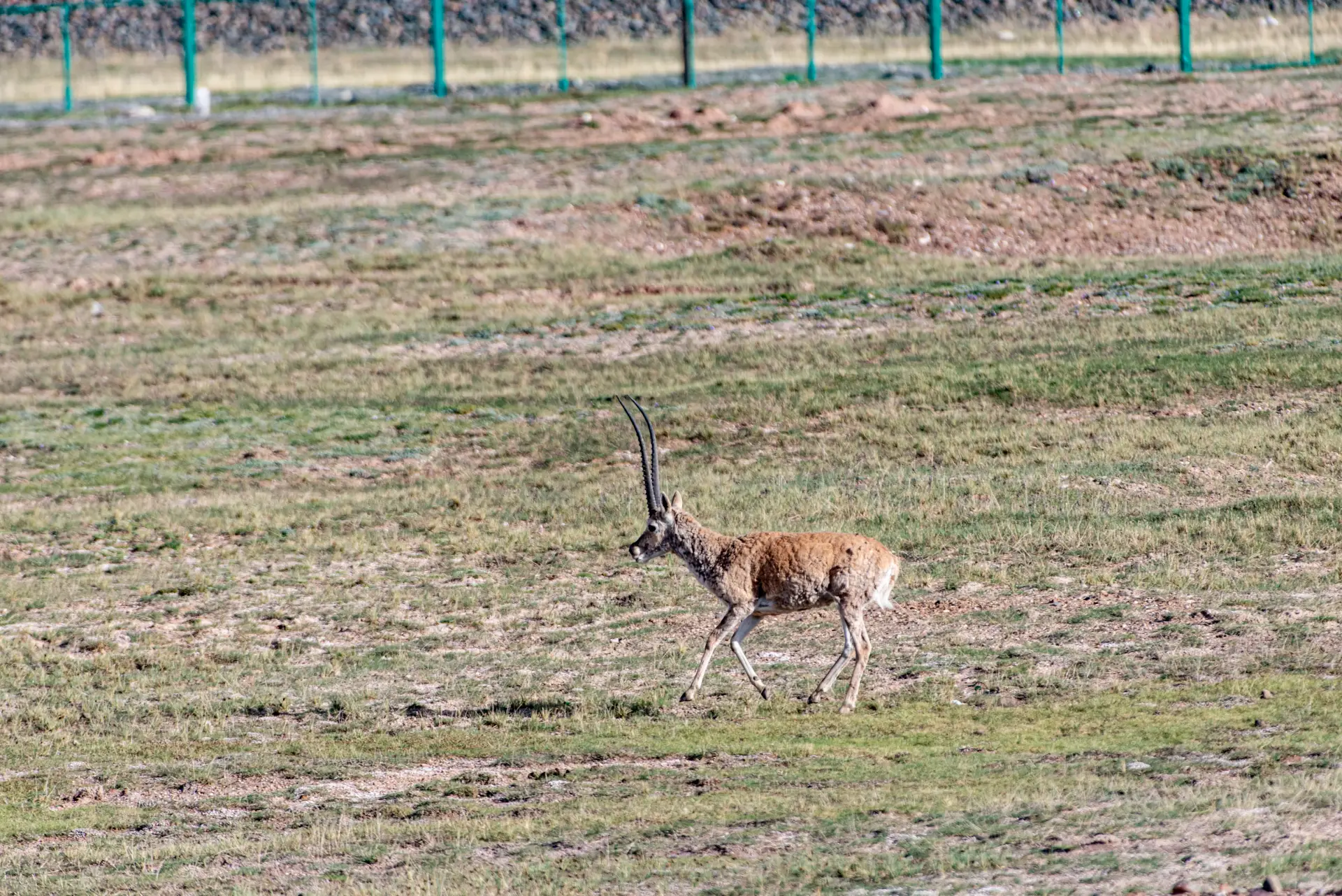 The fabric is made from the underfur of an endangered mountain goat.
