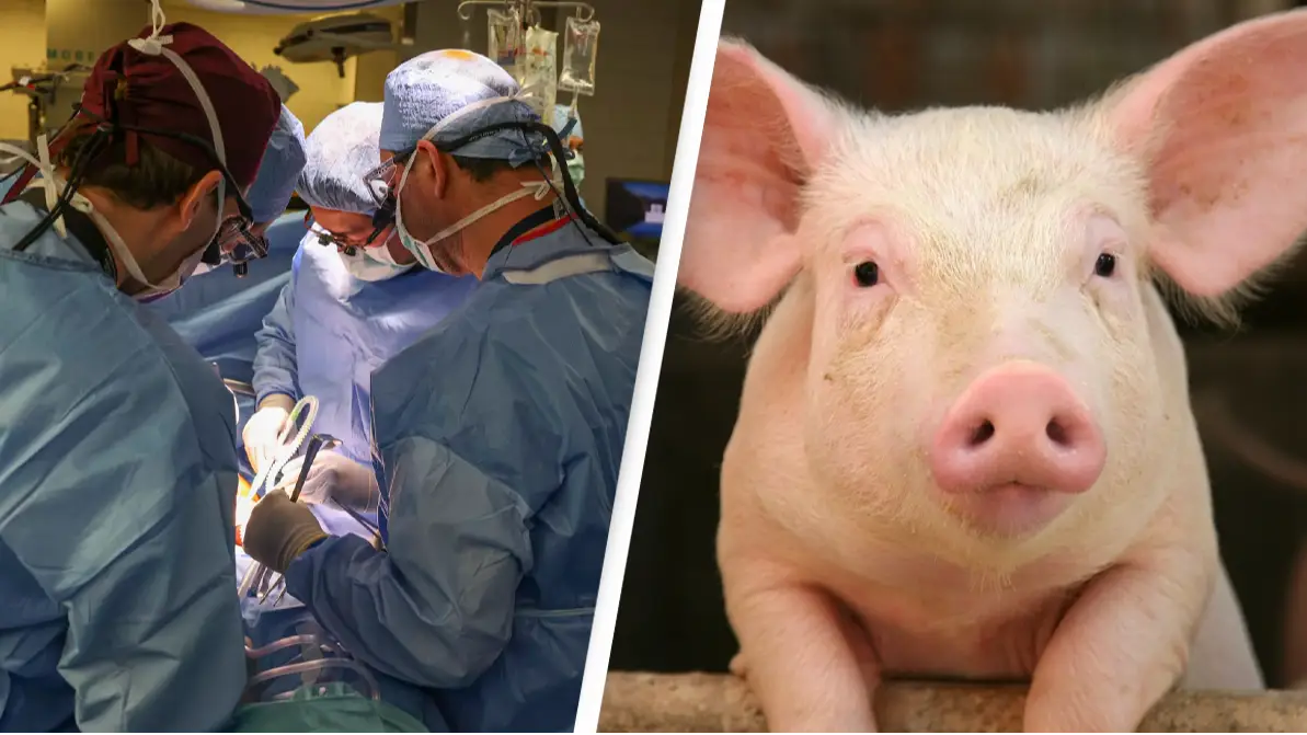 Surgeons transplant pig kidney into a human successfully for first time ever in groundbreaking procedure
