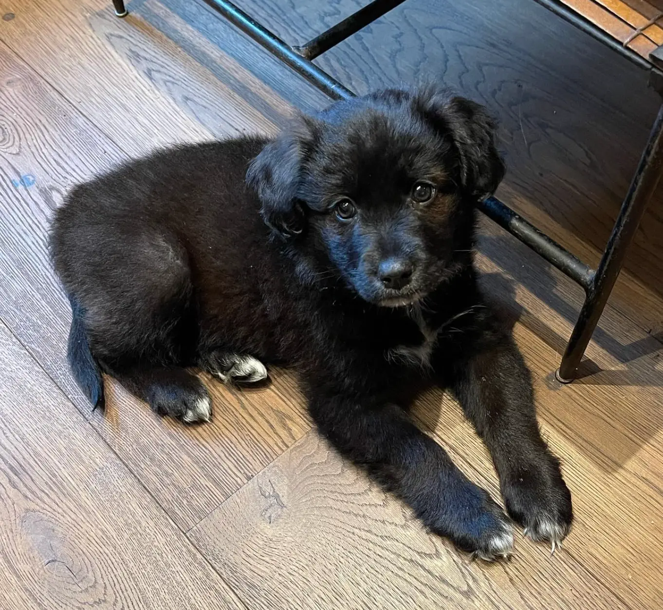 Allen says the dog ate her children's passport, leaving them unable to return to England (its_marys_world/Instagram)