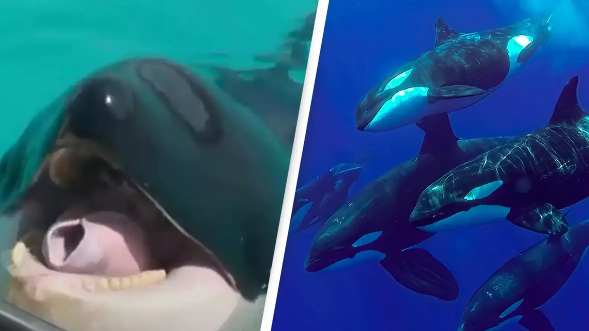 Abramson et. al/CBS News / Getty Stock Images