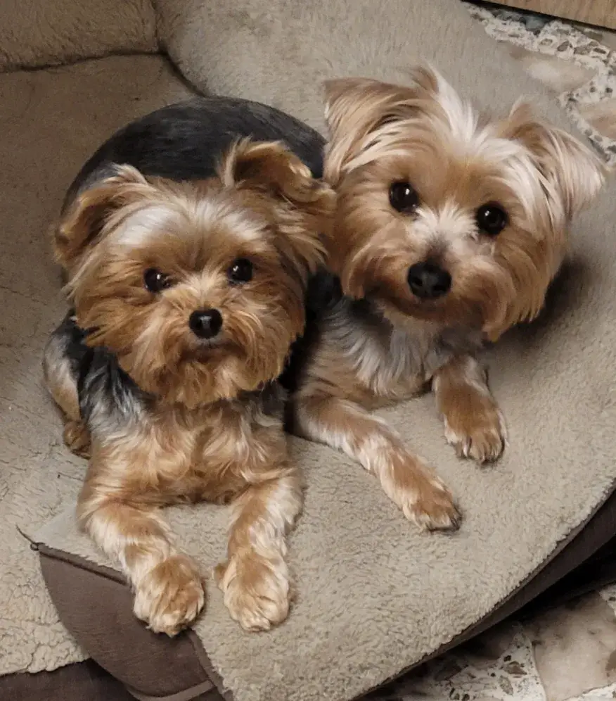 Lilly and Remy, who passed away shortly before the incident (News Channel 8)