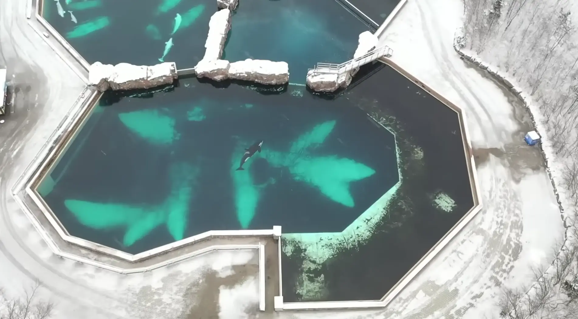 The recent drone footage has appalled people across the world.