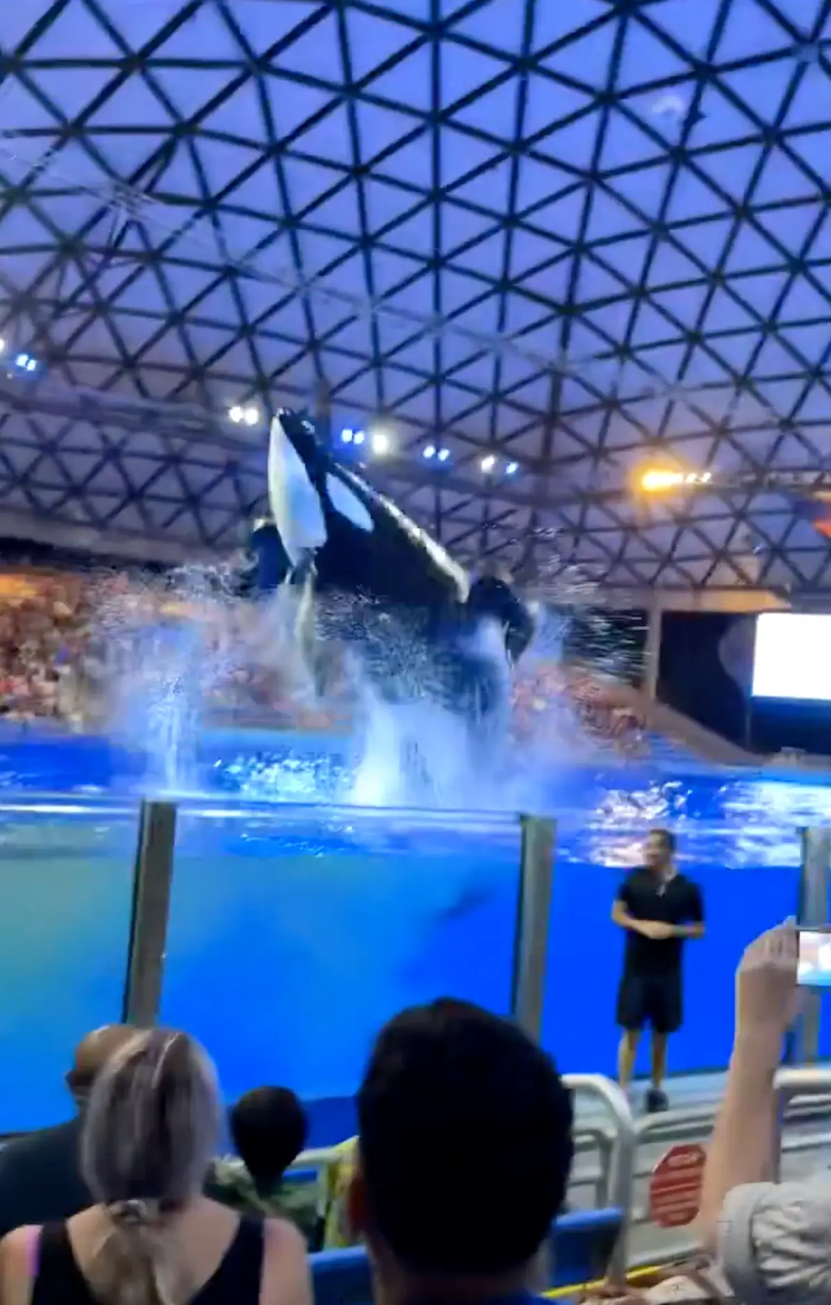 The killer whale got some airtime before it crashed back into the water, splashing onlookers in its feces (X)
