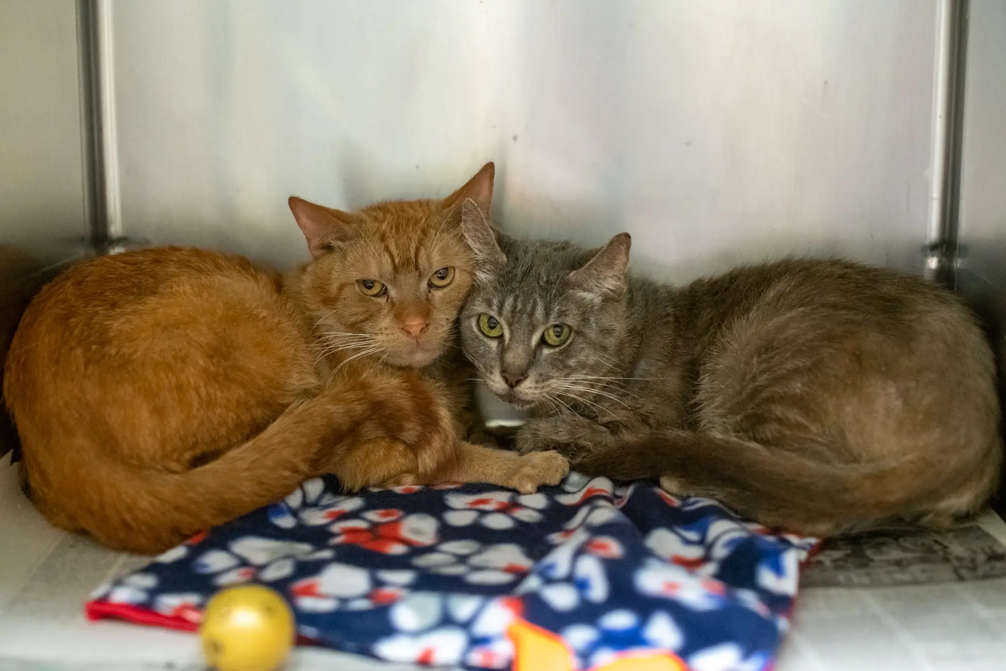 The cats ranged from one to 12 years old.