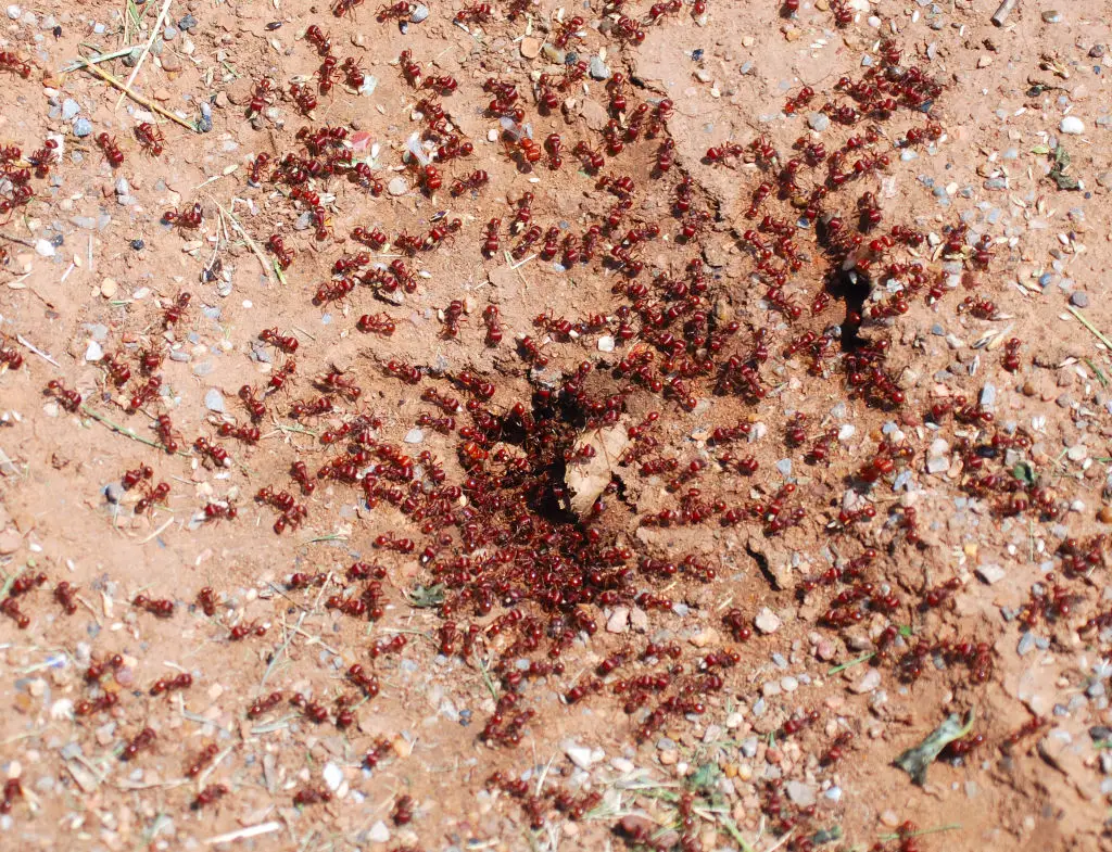 Shelba Catterton was 'alone and helpless' when staff members discovered her lying in a 'fire ant bed', according to the lawsuit (HUM Images/Universal Images Group via Getty Images)
