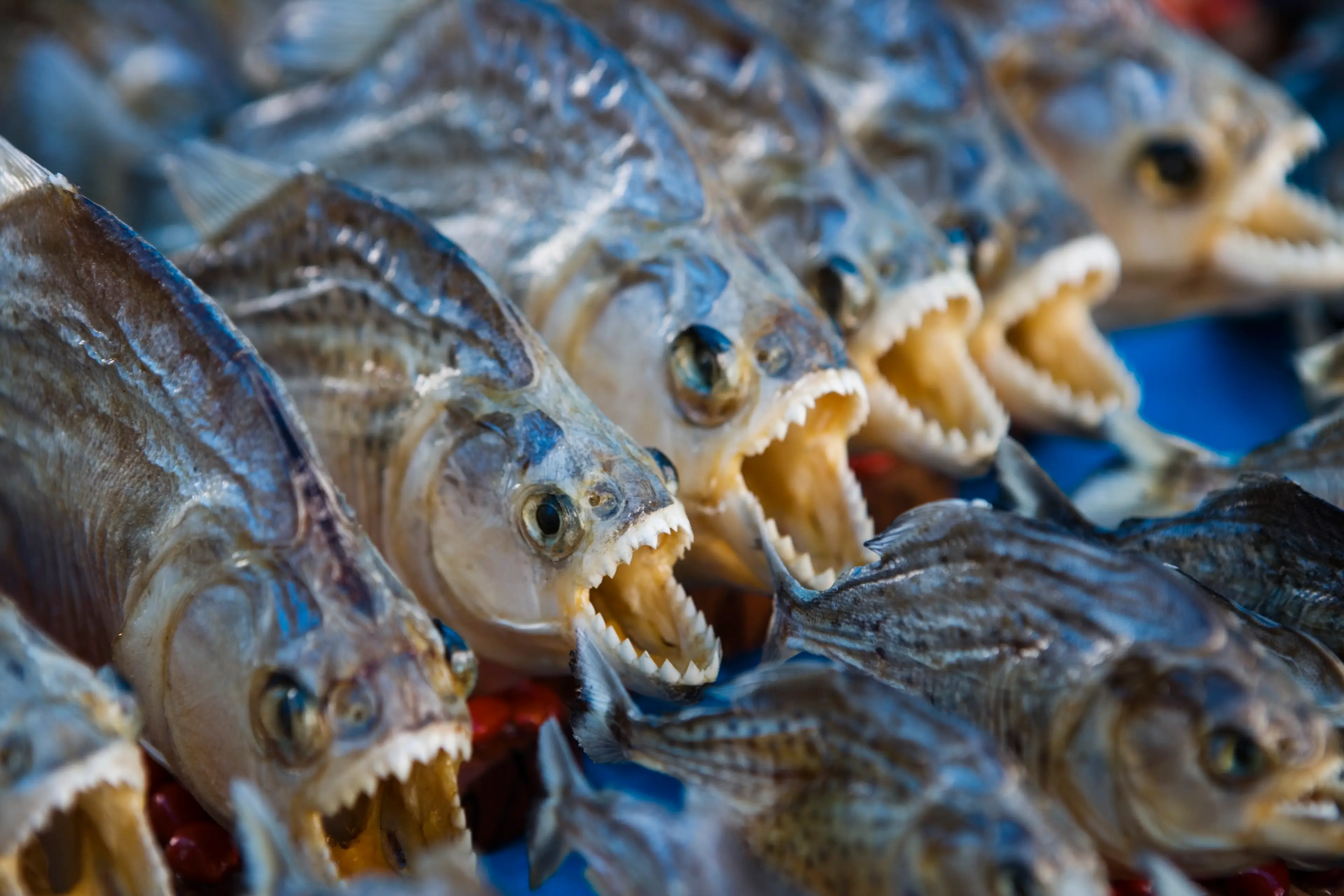 Piranhas are known for their extremely sharp teeth (Getty Stock)