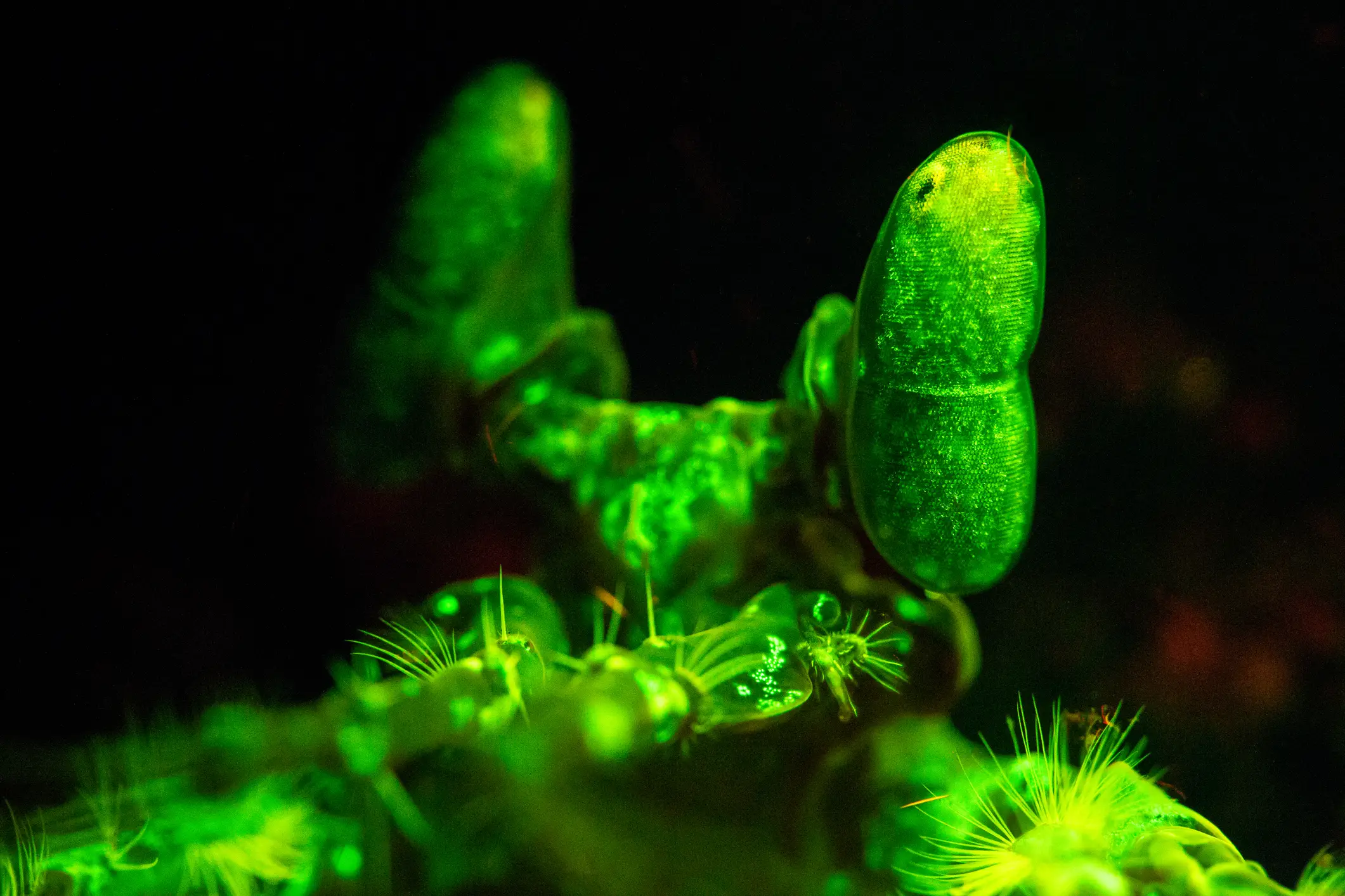 The 'radioactive' shrimp was recalled from stores across 13 states (Getty stock)