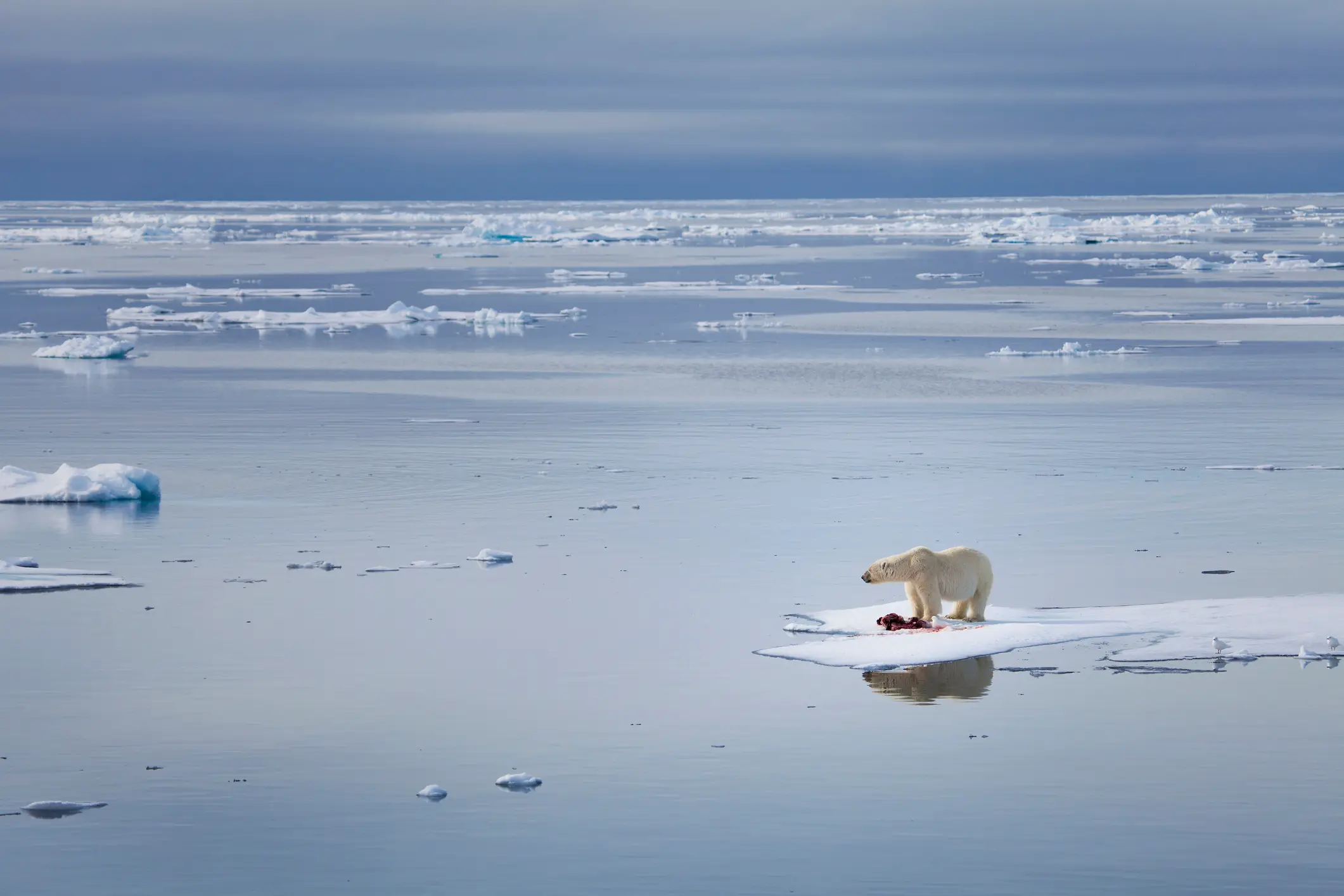 A polar bear finds refuge on ice - something that is becoming far more scarce than it used to be in Antartica. (Getty Stock Image)