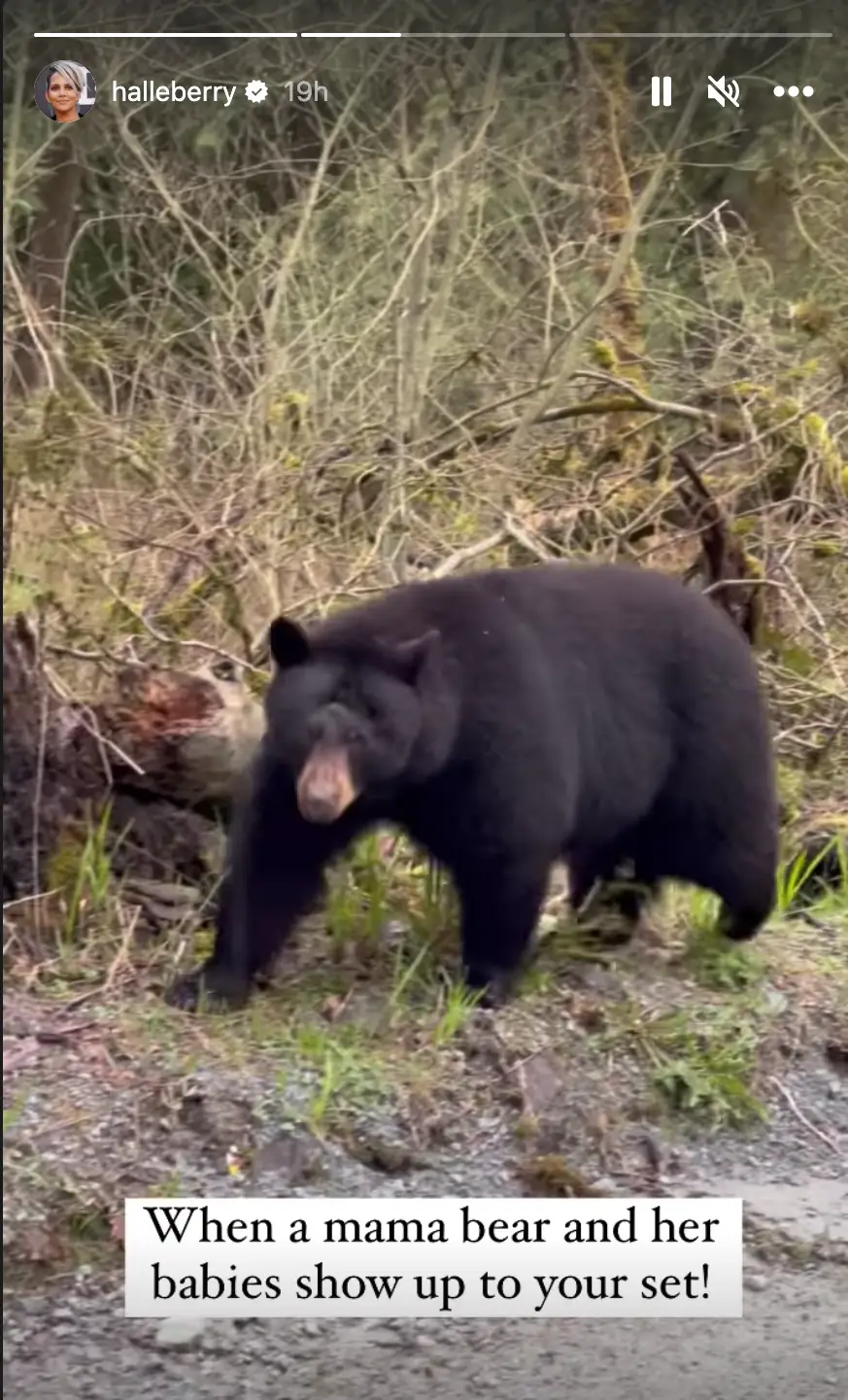 Halle Berry's film set was invaded by a family of black bears.