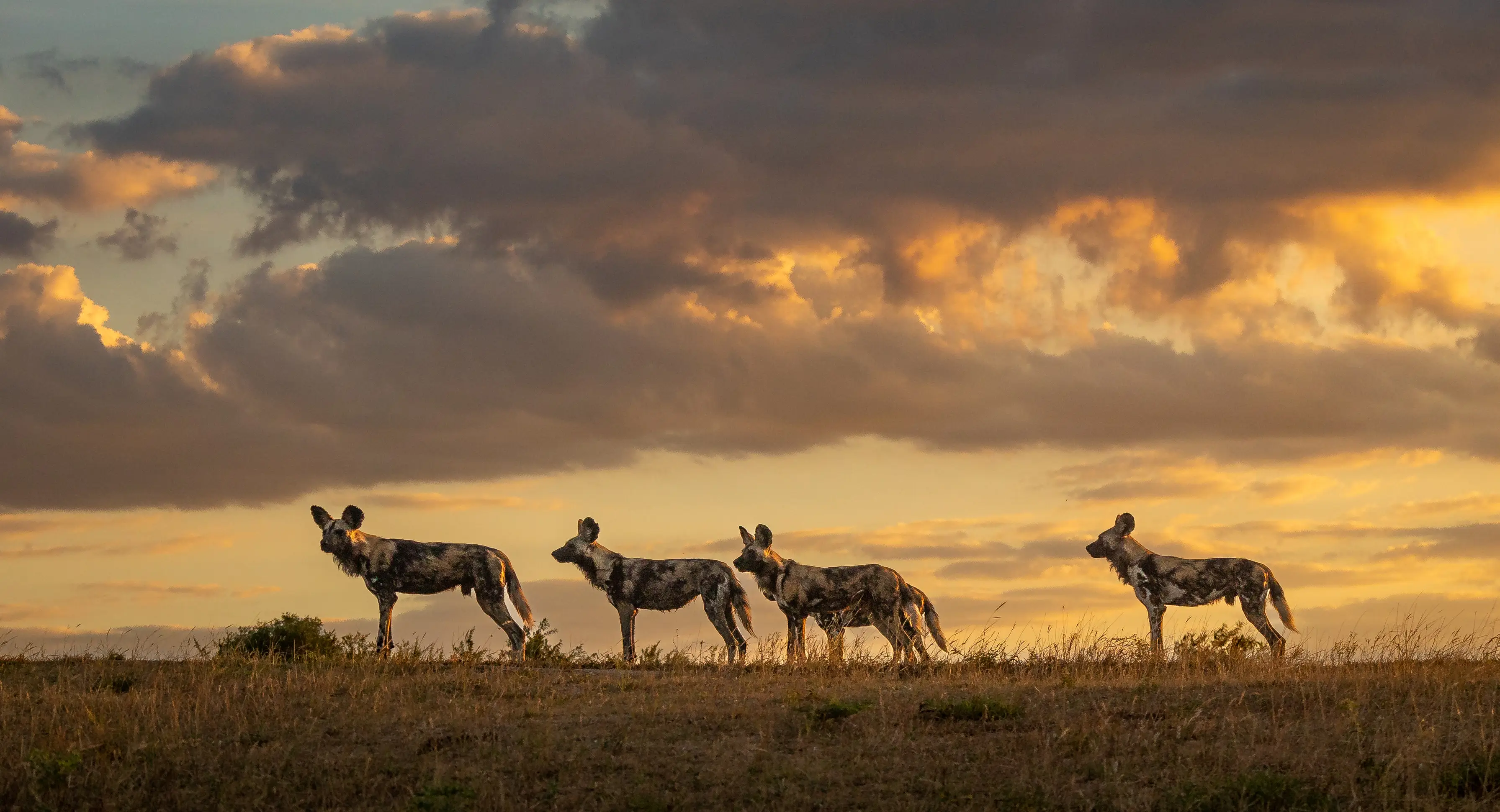 The wild dogs chased Louis through the desert (Getty Stock Photo)