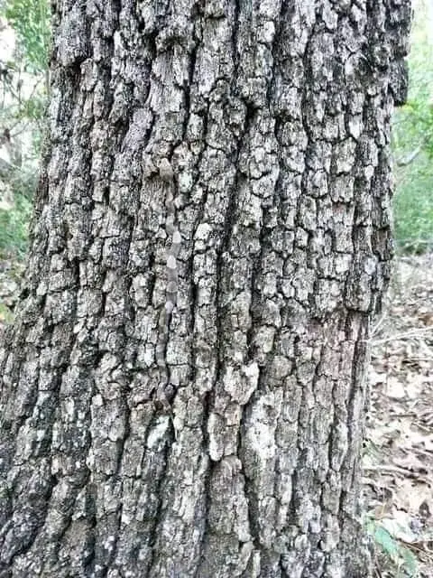 An image of a deadly snake on a tree has been circulating on social media, but can you spot it? (Twitter/ @tradingMaxiSL)