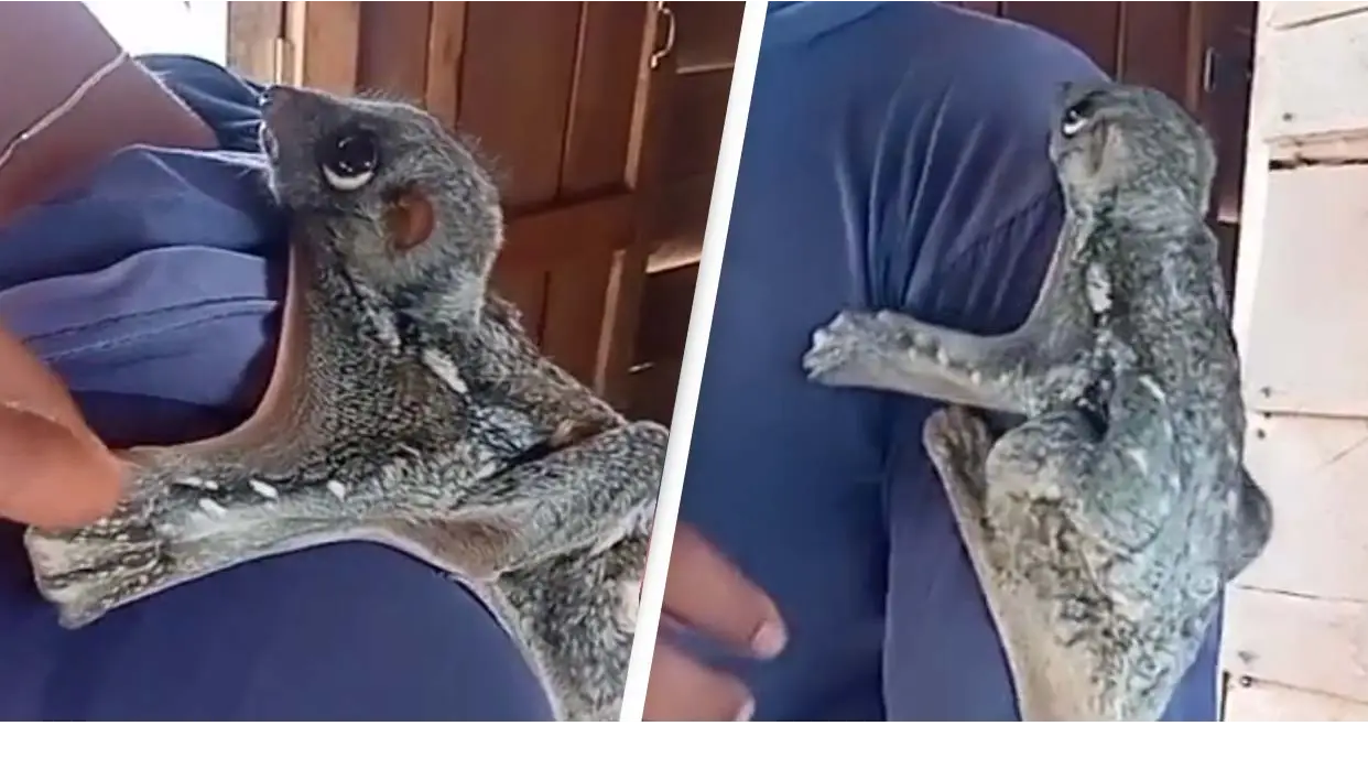 @frogulant555/TikTok