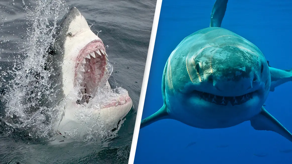 Stephen Frink/Cat Gennaro/Getty Images