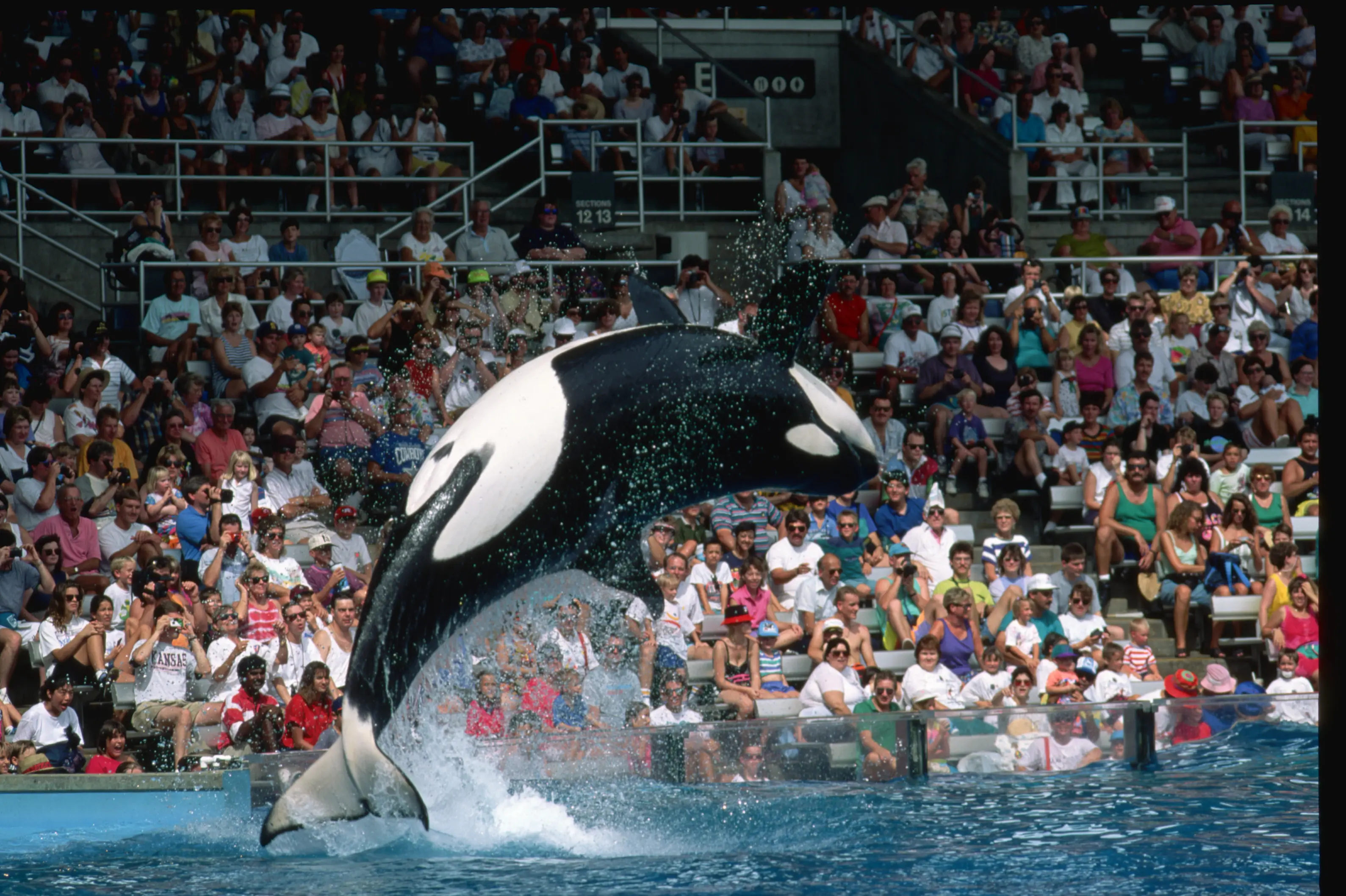 Having killer whales in amusement parts has long been a topic of debate (Tony Arruza/Getty Stock)