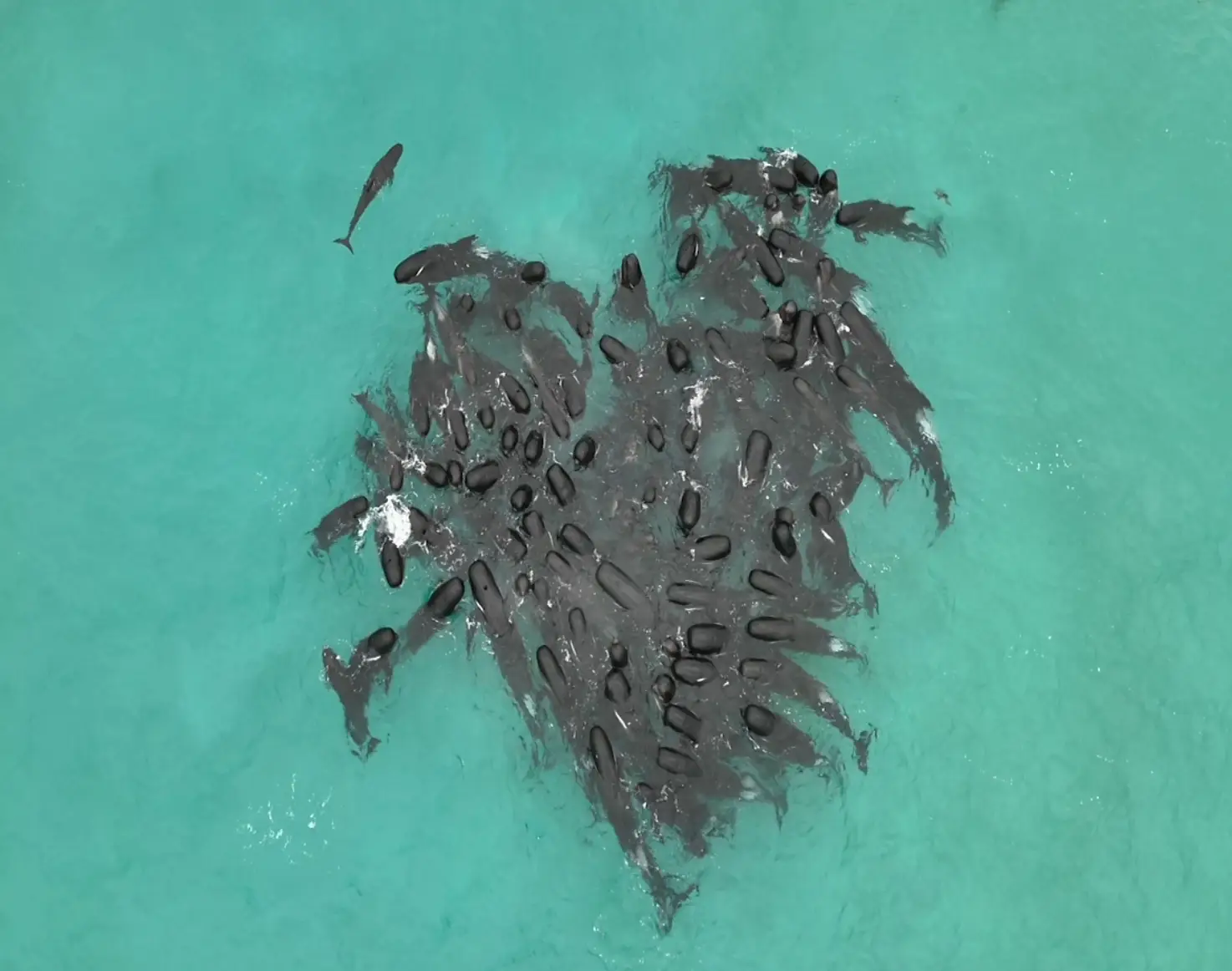 The whales formed a heart in the water (Allan Marsh and DBCA/Facebook)