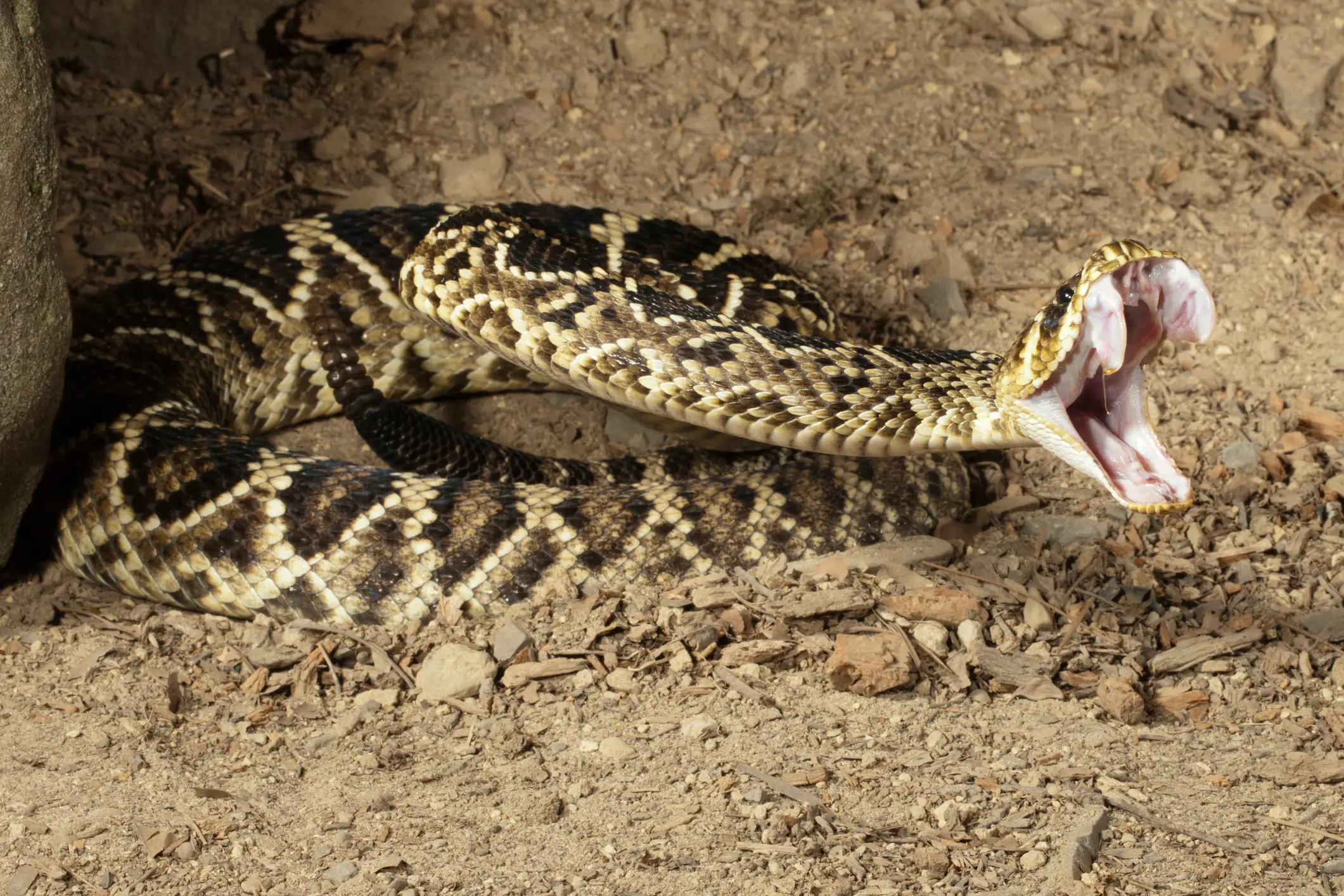 A rattlesnake's bite can prove fatal if left untreated (Getty Stock)