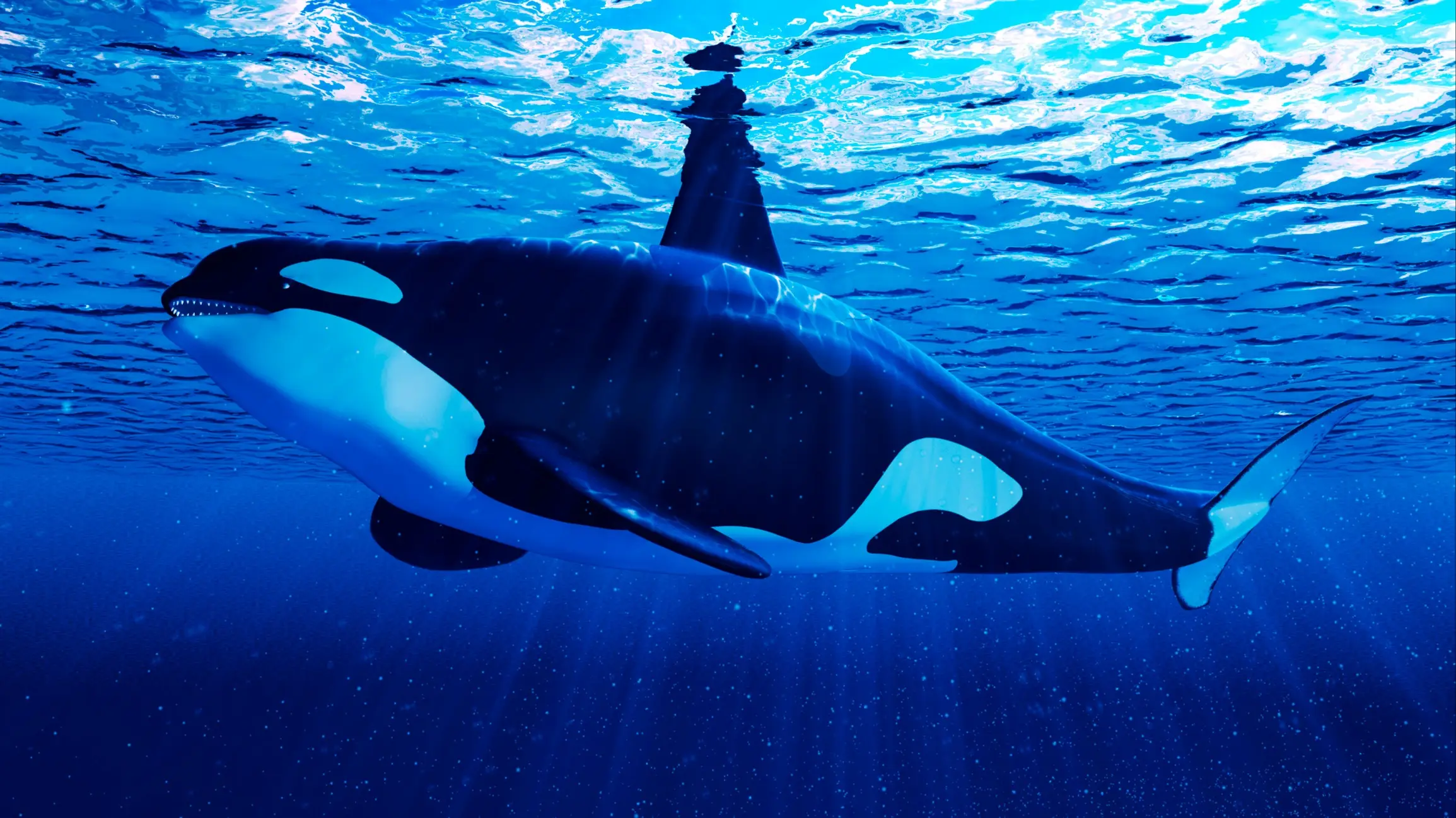 Creepy recording of orcas imitating human speech leaves people amazed but extremely terrified