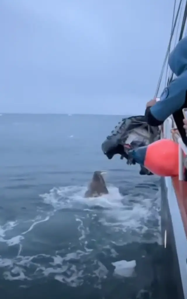 The pesky walrus went viral after a video was posted online.