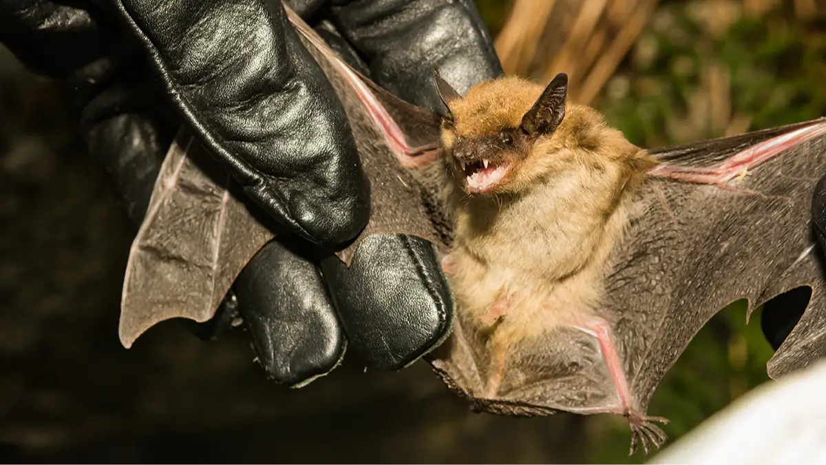 Jason Ondreicka/Getty