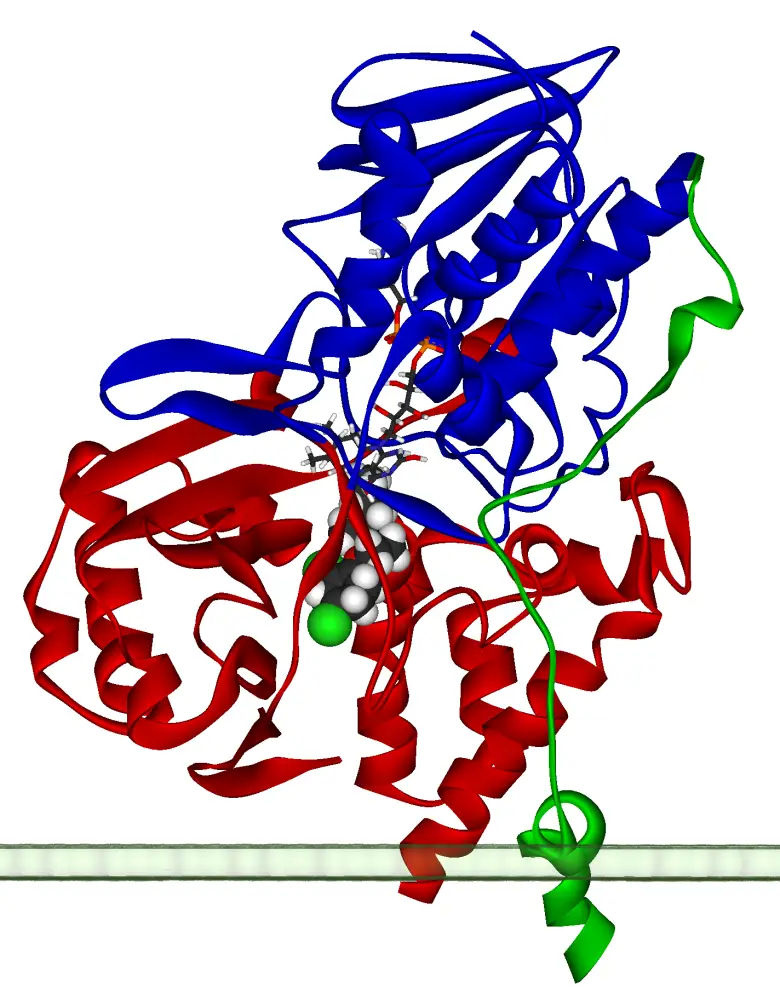 Ribbon diagram of a monomer of human monoamine oxidase A (Creative commons)