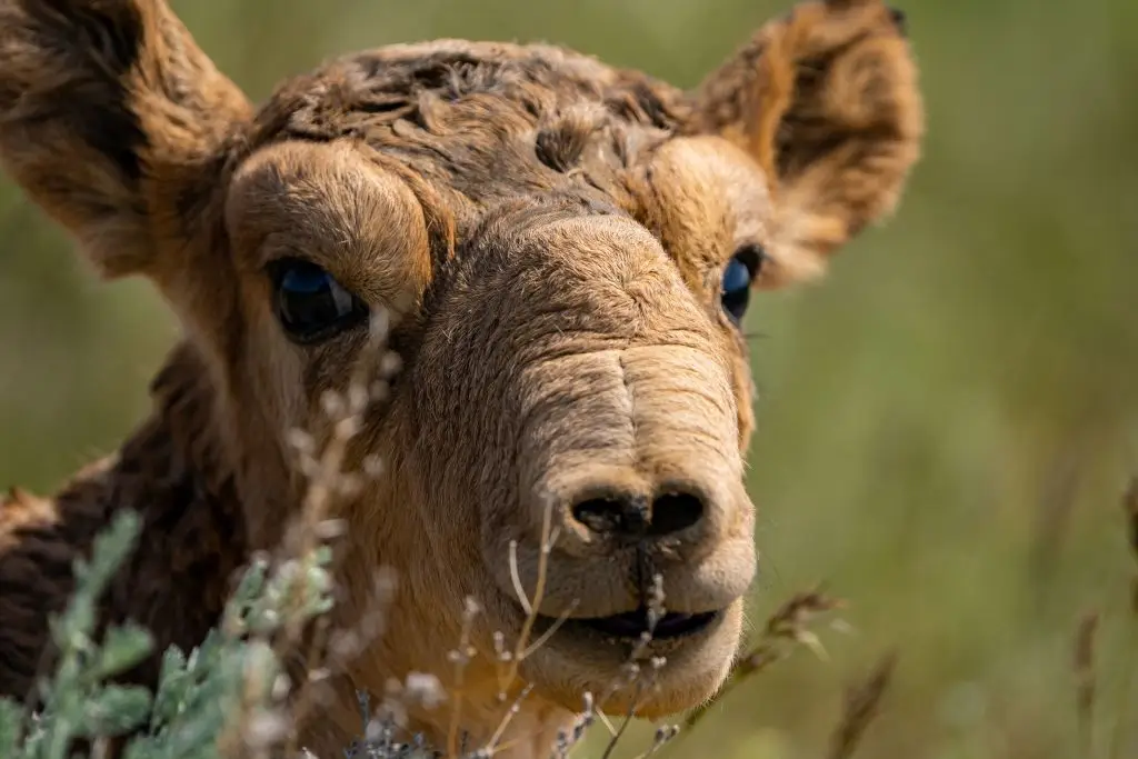 Robert Irwin thinks the saiga antelope is one of the most likely animals to go extinct next (Photo by ABDUAZIZ MADYAROV/AFP via Getty Images)