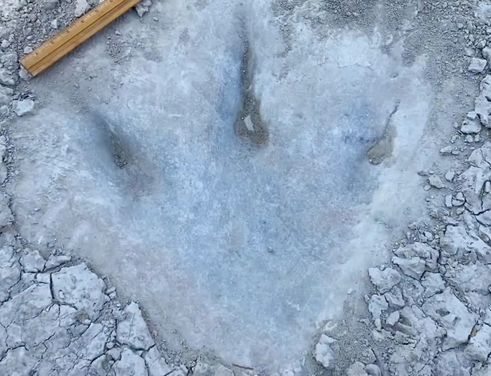 The footprints were discovered due to a recent drought.