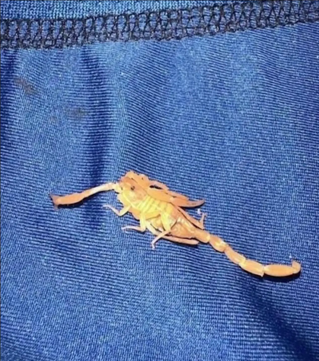 The scorpion in question (Brian Virag)