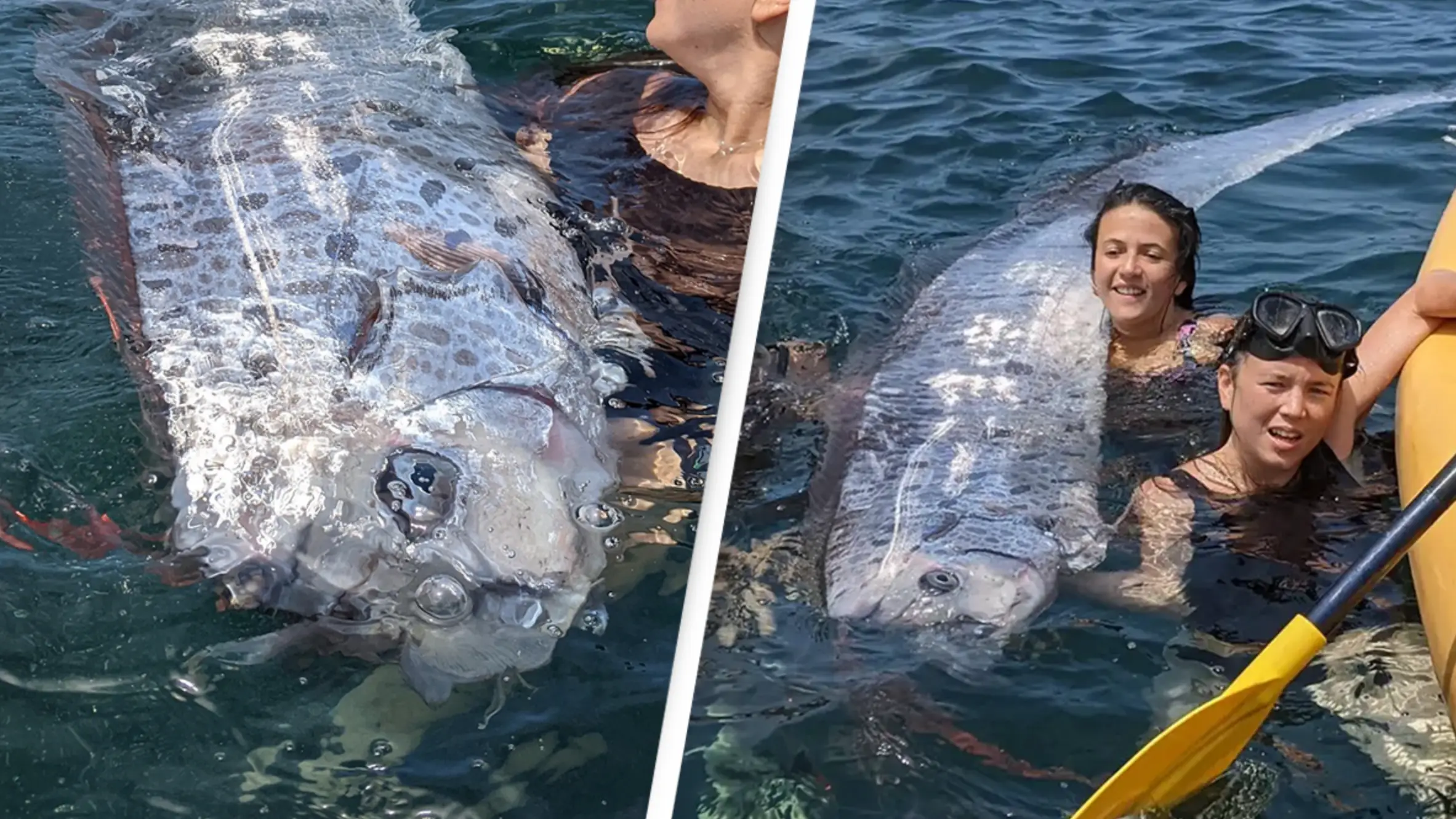 ‘Harbinger of doom’ fish appeared on coast two days before earthquake