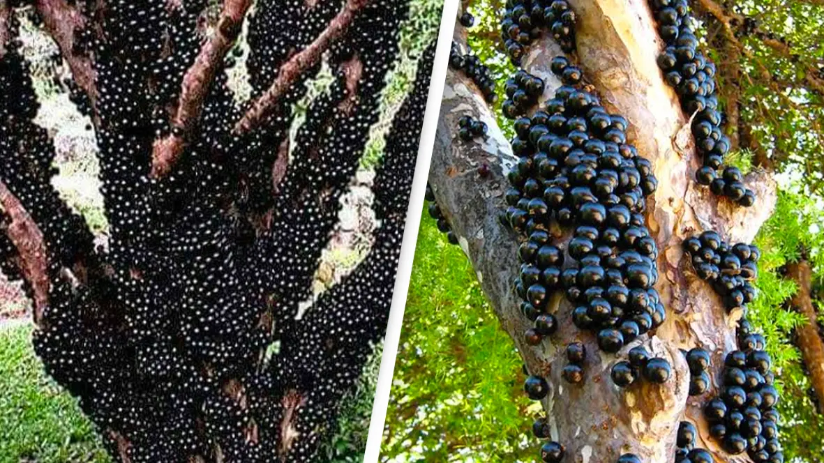 Incredible South American tree that grows fruit on its trunk