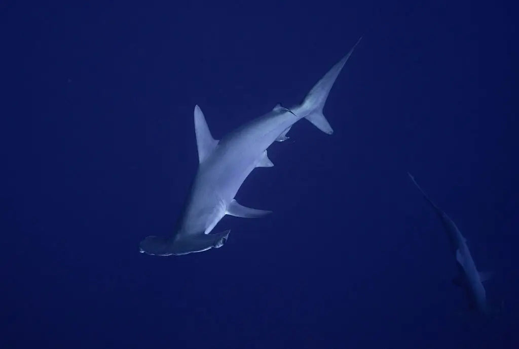 Hammerhead Sharks are unmistakable (Tahsin Ceylan/Anadolu via Getty Images)