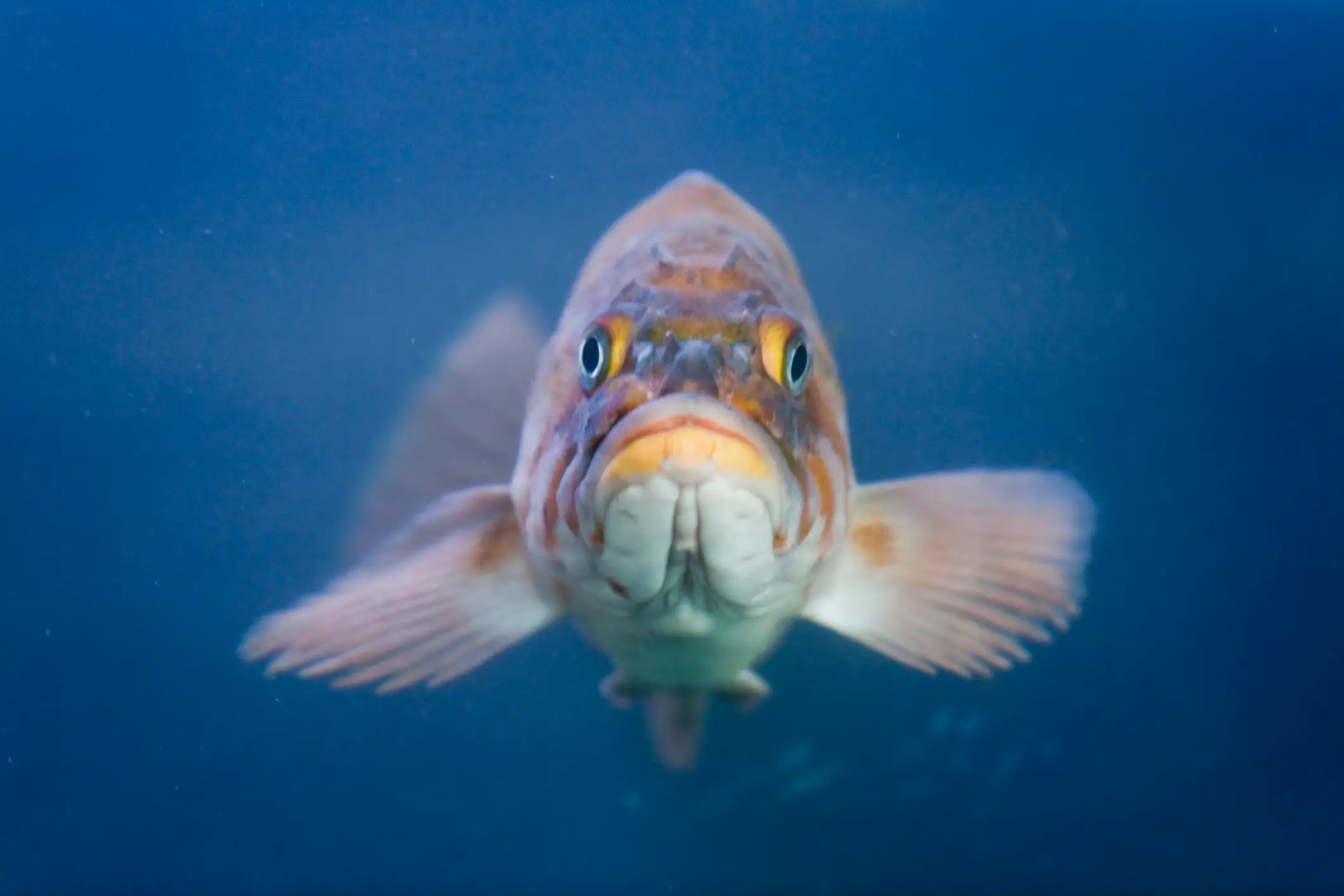 Live coral, fish and lobster is permitted onboard under certain circumstances (Getty Stock Photo)