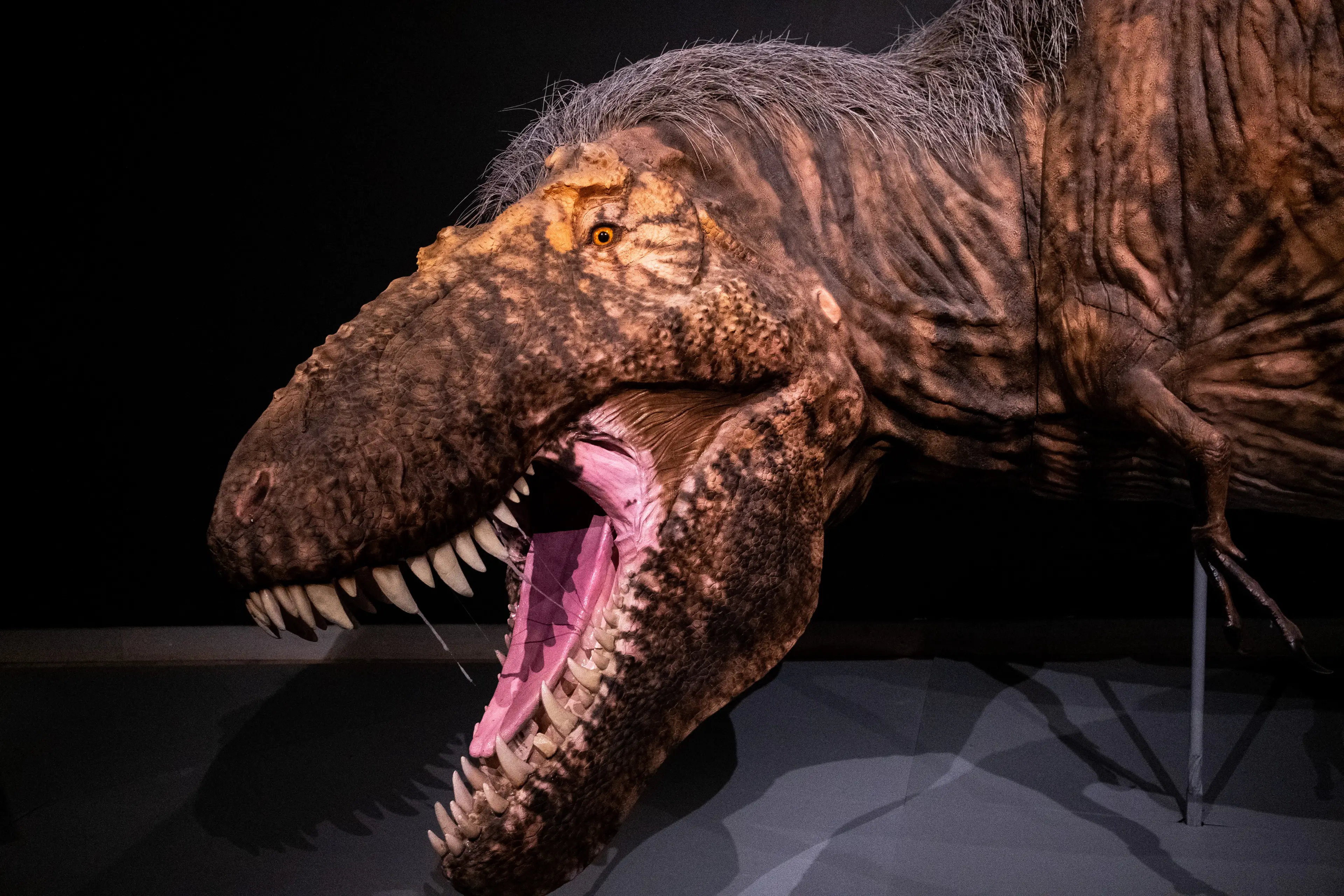 T-Rex may have had feathers (MARTIN BERTRAND/Hans Lucas/AFP via Getty Images)