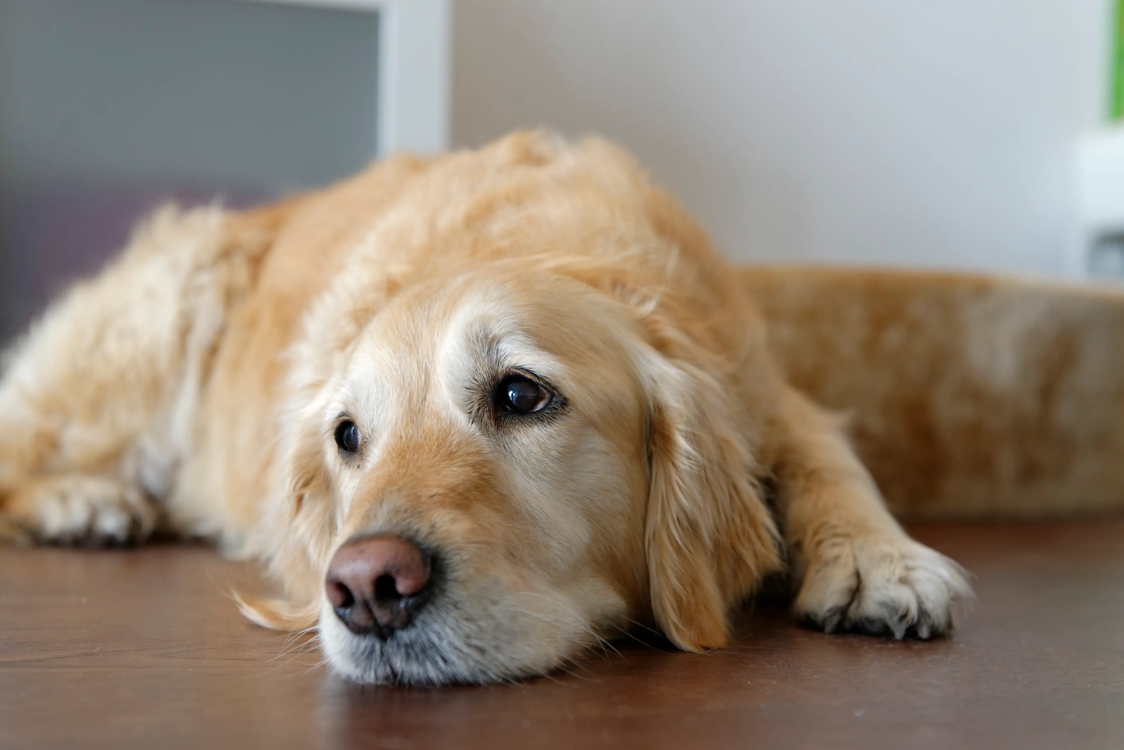 The vet asked that people stay with their dog to say goodbye (	Westend61/Getty)