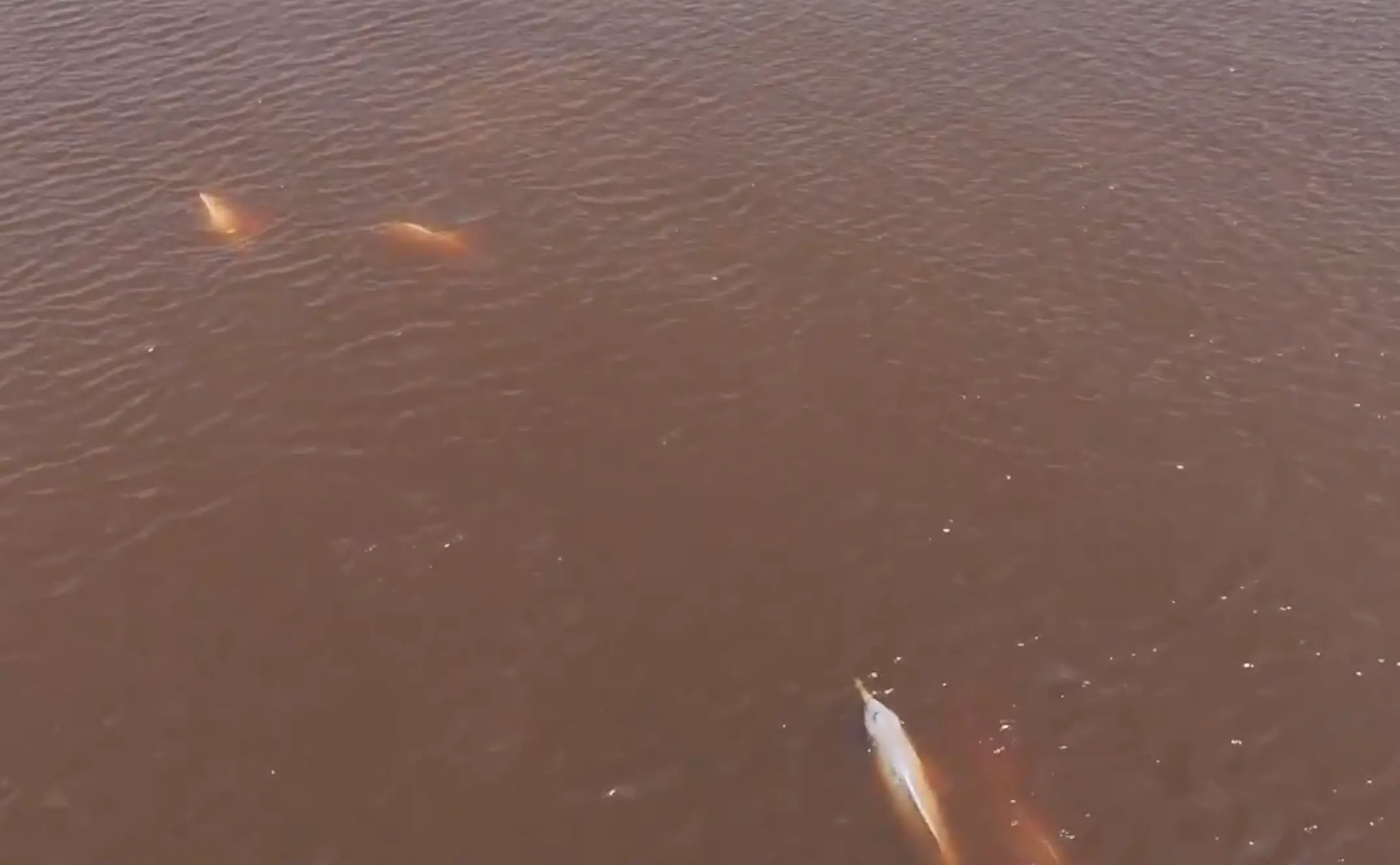 The behavior has baffled scientists (John Y. Wang/CetAsia Research Group/New Scientist)