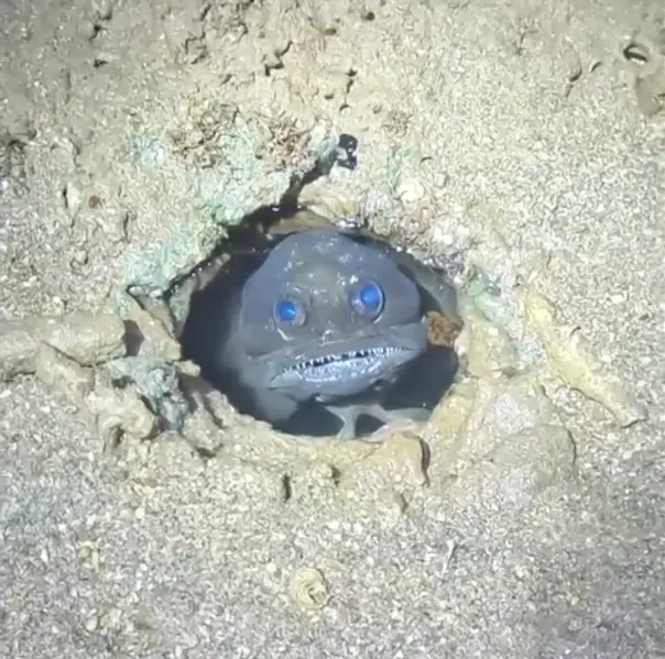 The fish was peeking out of a burrow. (Instagram/@wildtouring)