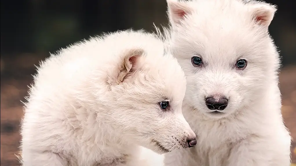 Scientists claim to have brought back dire wolf from extinction for the first time in 10,000 years