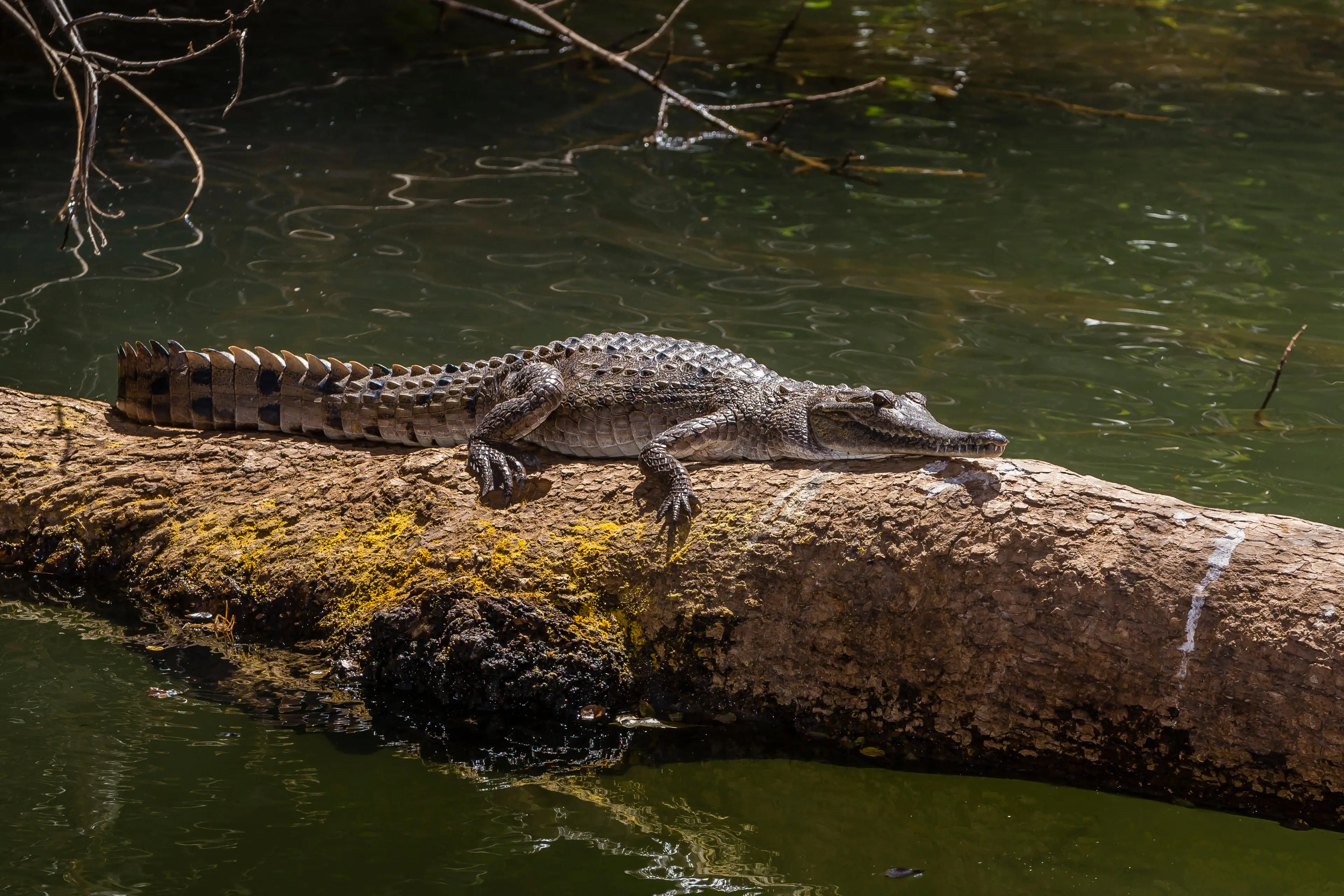 A freshwater crocodile in the Ord River, Kimberley.