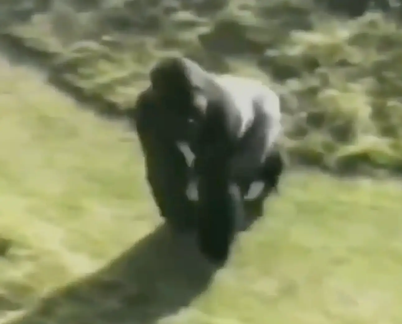 Jambo the gorilla stood guard over Levan (Matthew Cipolla/YouTube/ITV)