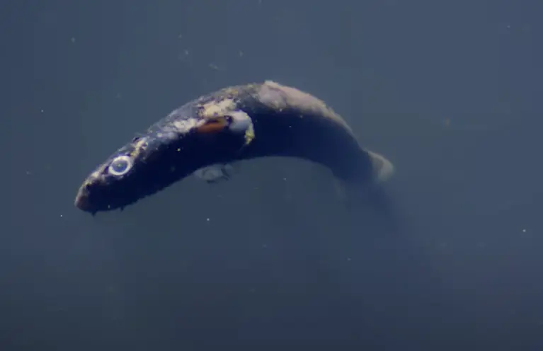 Many fish made the mistake of swimming into it (Ocean X/YouTube)