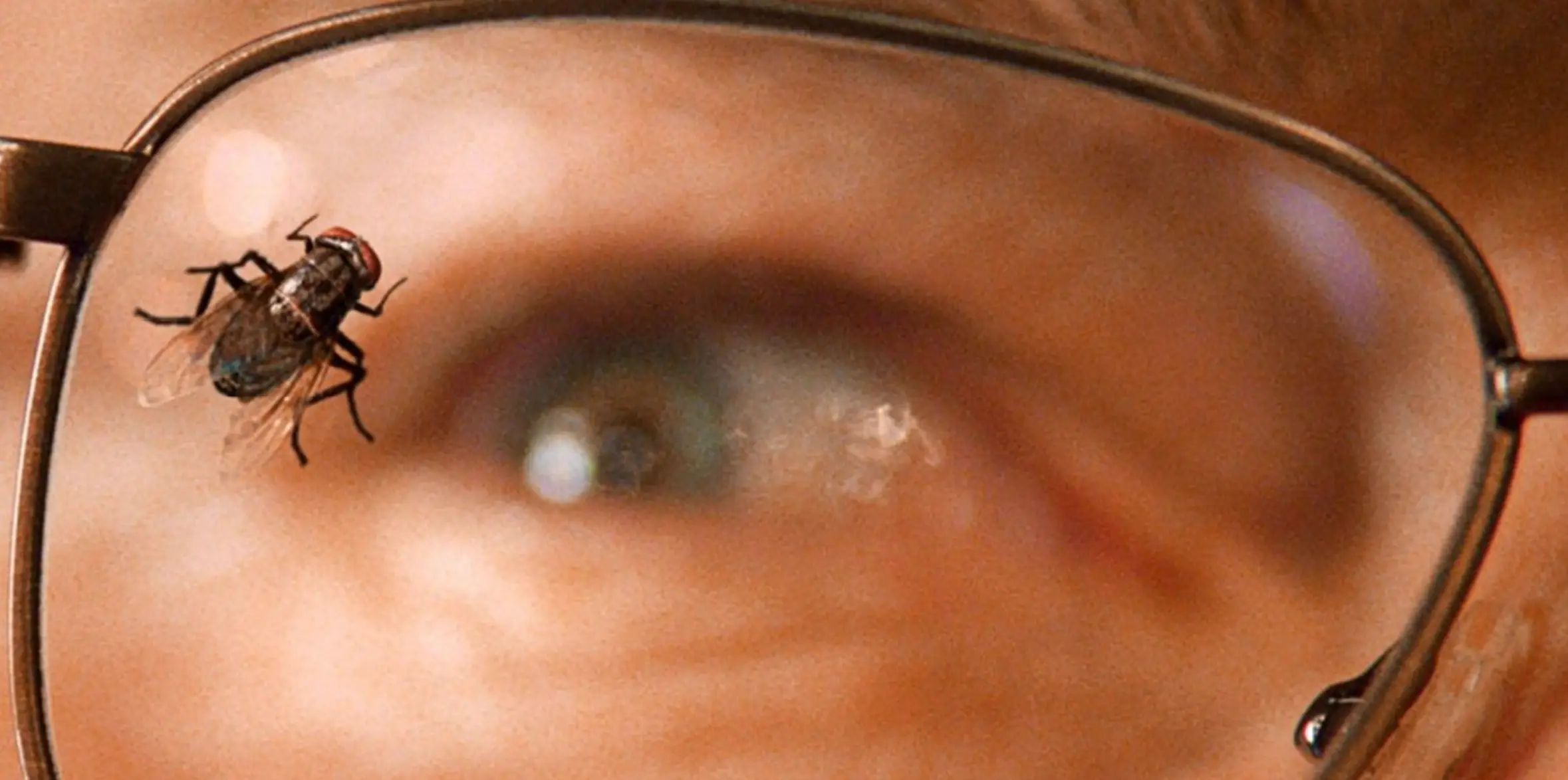 Fly sees all the drama come to a grinding halt as Walt goes stir-crazy in the meth lab trying to a catch a fly. (AMC)