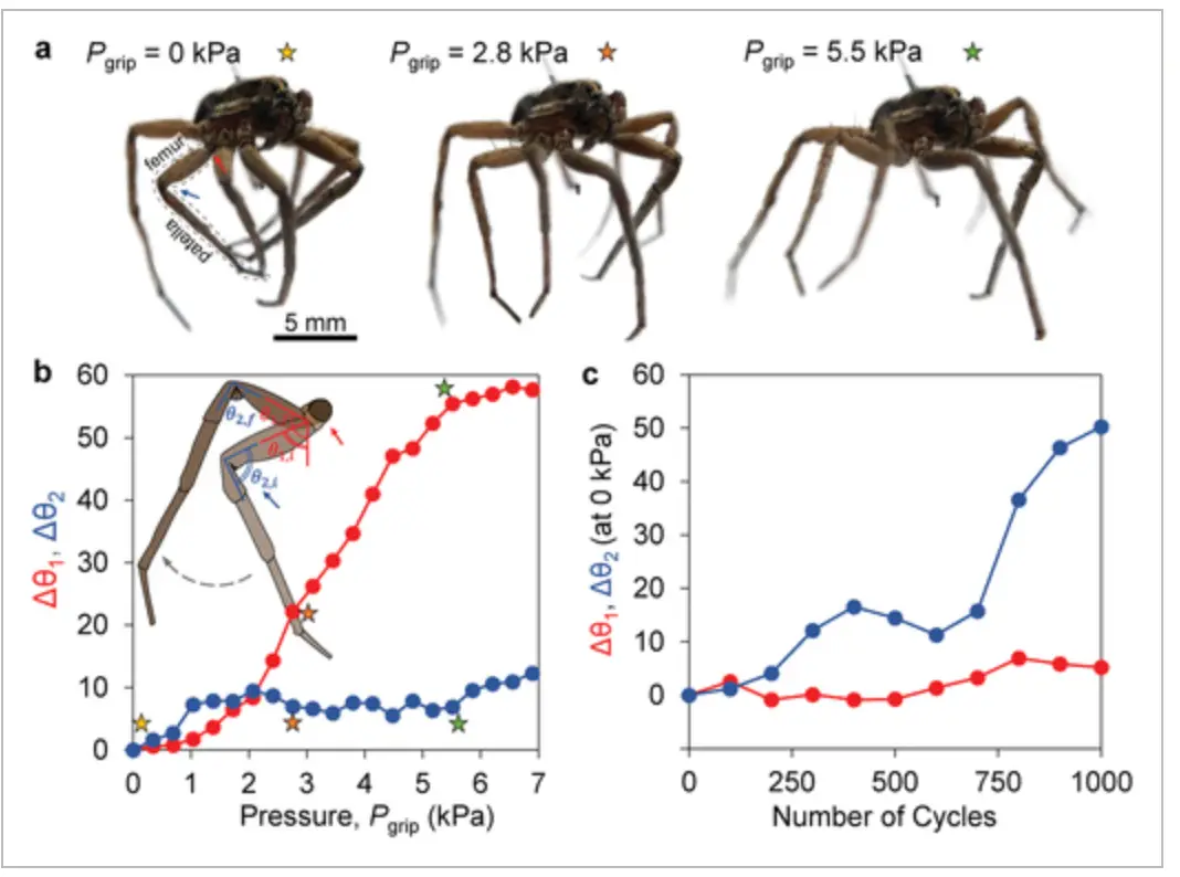 And this is how the scientists calculated the pressure needed for the design.