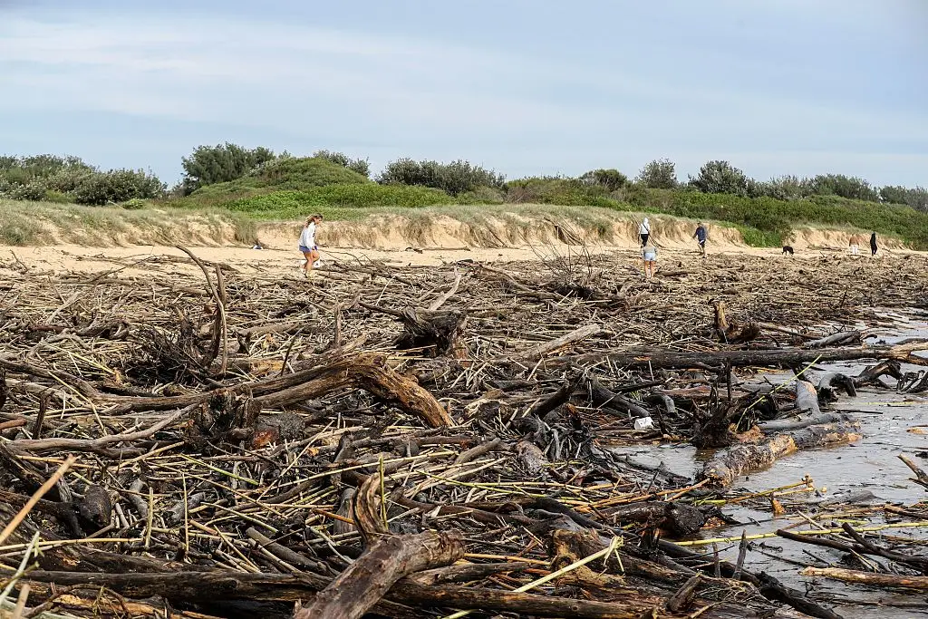 Flood debris covers Horseshoe Beach following the aftermath of torrential rain in New South Wales, Australia, last week - which was caused by climate change (Roni Bintang/Getty Images)