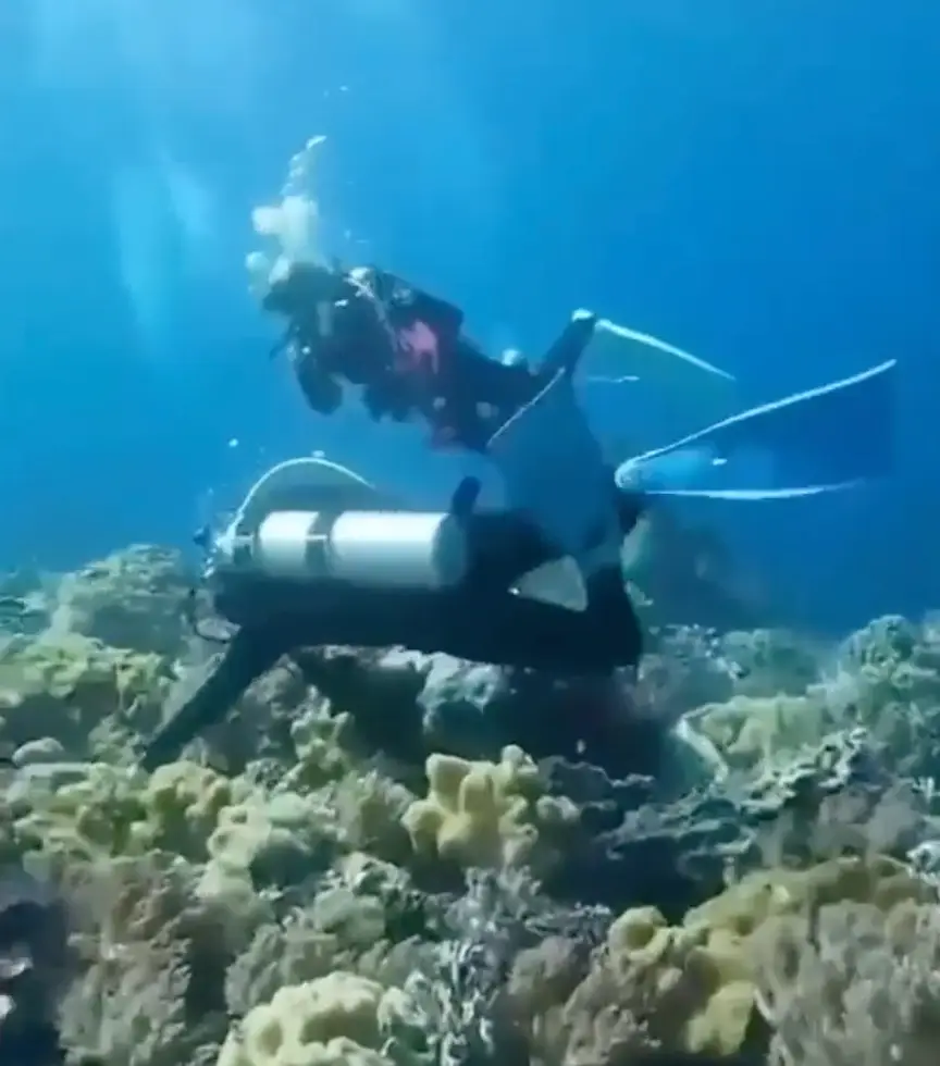 The footage shows multiple scuba divers swimming amongst a coral reef, everything looks fine and dandy and rather scenic before the earthquake. (Literally_black1984/Reddit)