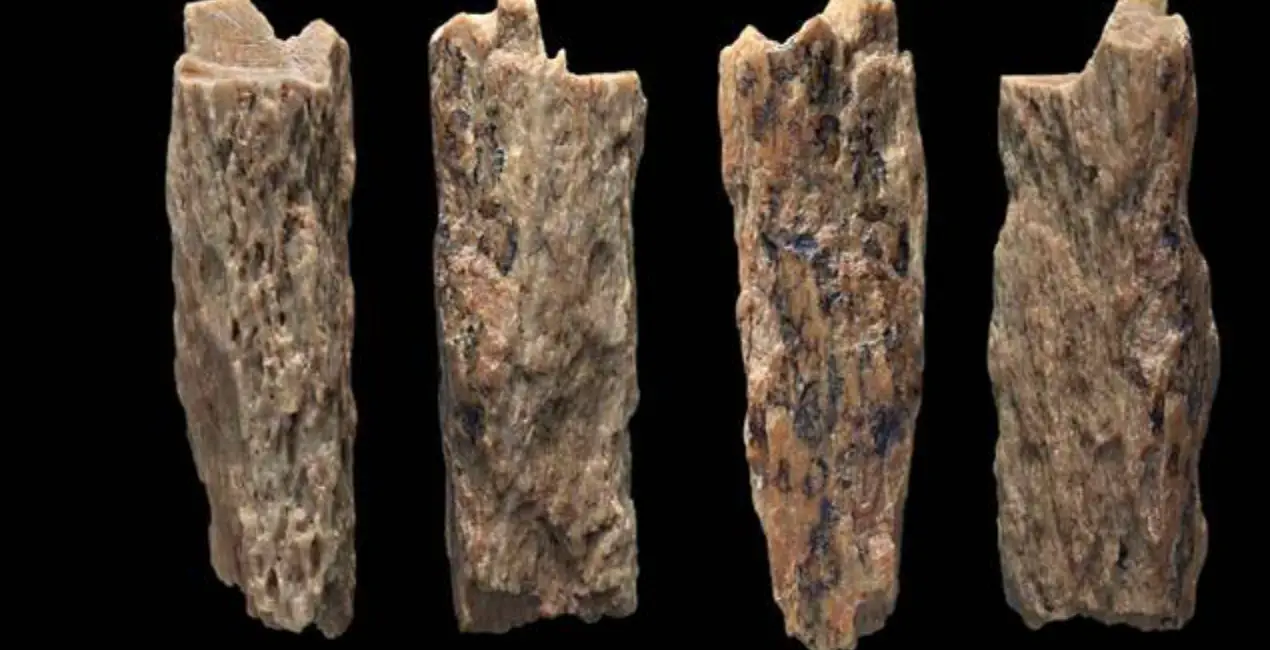 A team at the University of Oxford worked on the project. (Thomas Higham/University of Oxford)