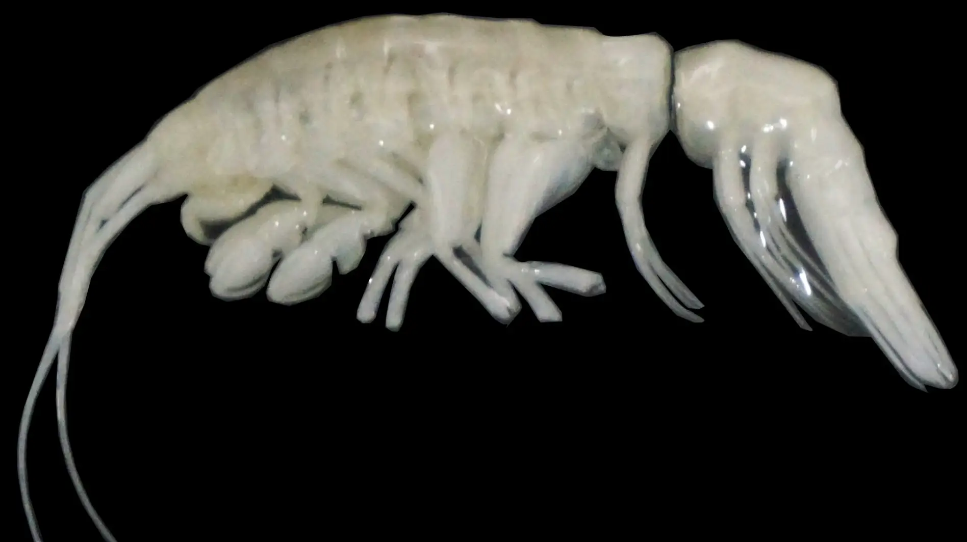 An 'alien-like' creature has been discovered by scientists (Johanna Weston, ©Woods Hole Oceanographic Institution)